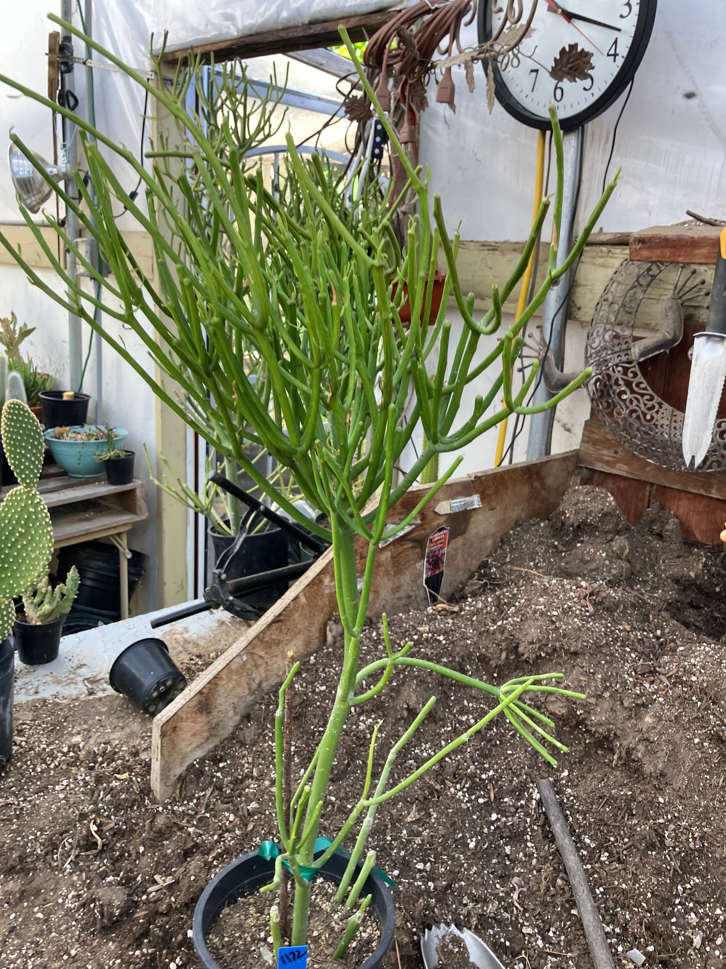 Euphorbia tirucalli Pencil cactus 27"Tall 11"Wide #1172B