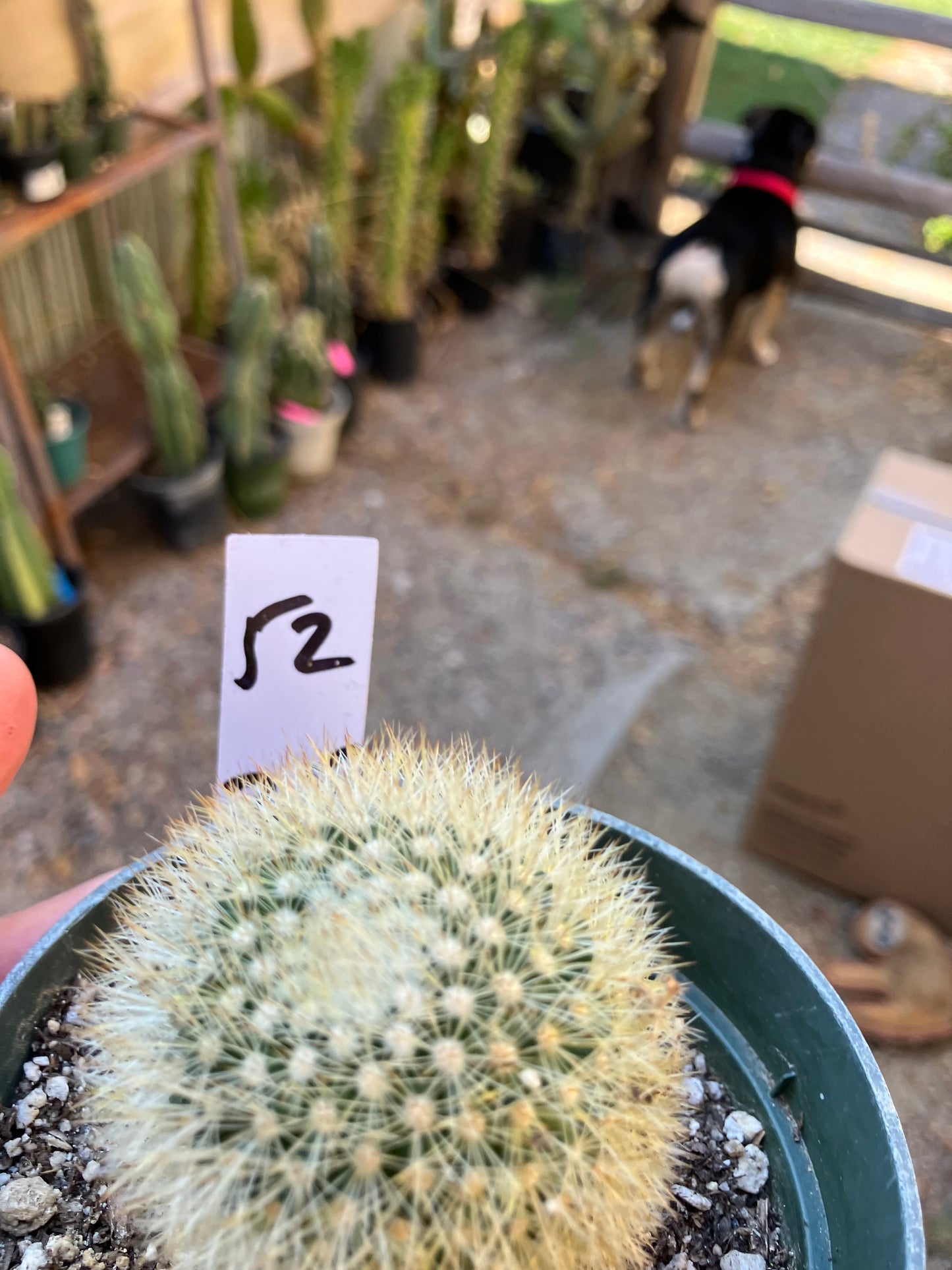 Notocactus Parodia scopa Silver Ball/Snowball Cactus 2.5" Tall #52W