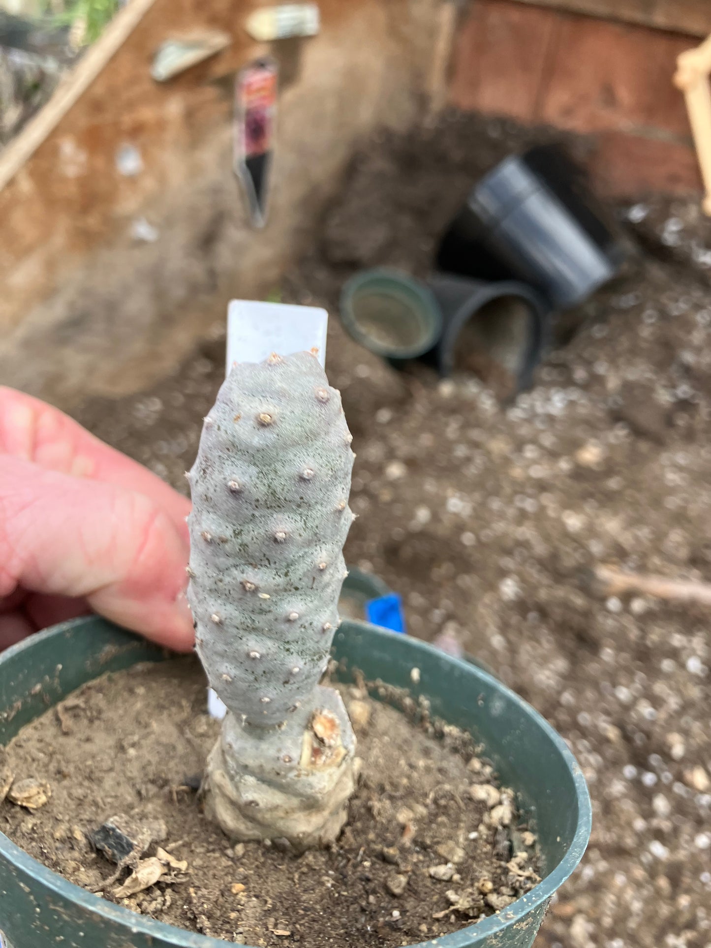 Pine Cone Cactus Tephrocactus~ articulatus  var. diadematus Pinecone 3.5"Tall #53W