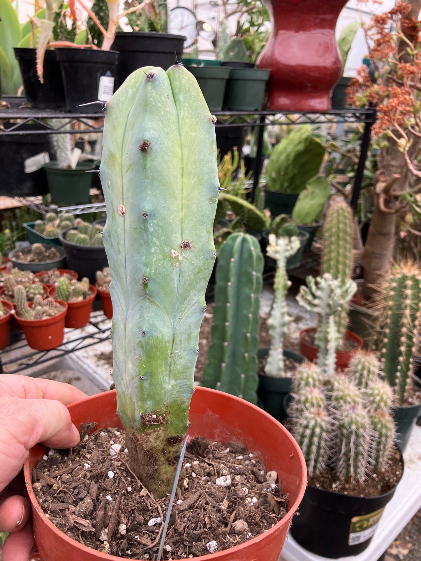 Myrtillocactus cochal Candelabra Cactus 9"Tall 2.5" Wide #6B