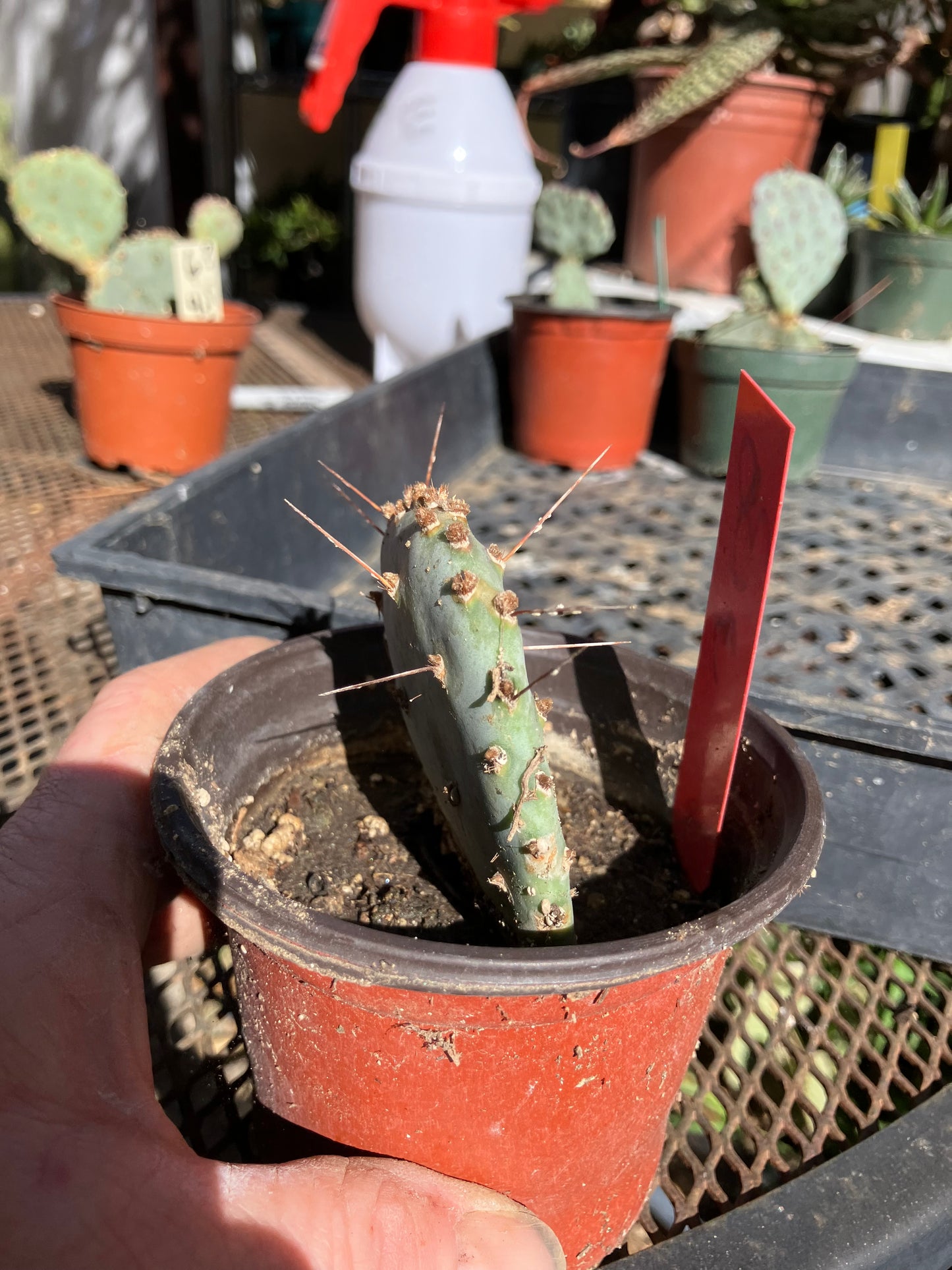 Opuntia Santa Rita Purple Prickly Pear 3”Tall #30R