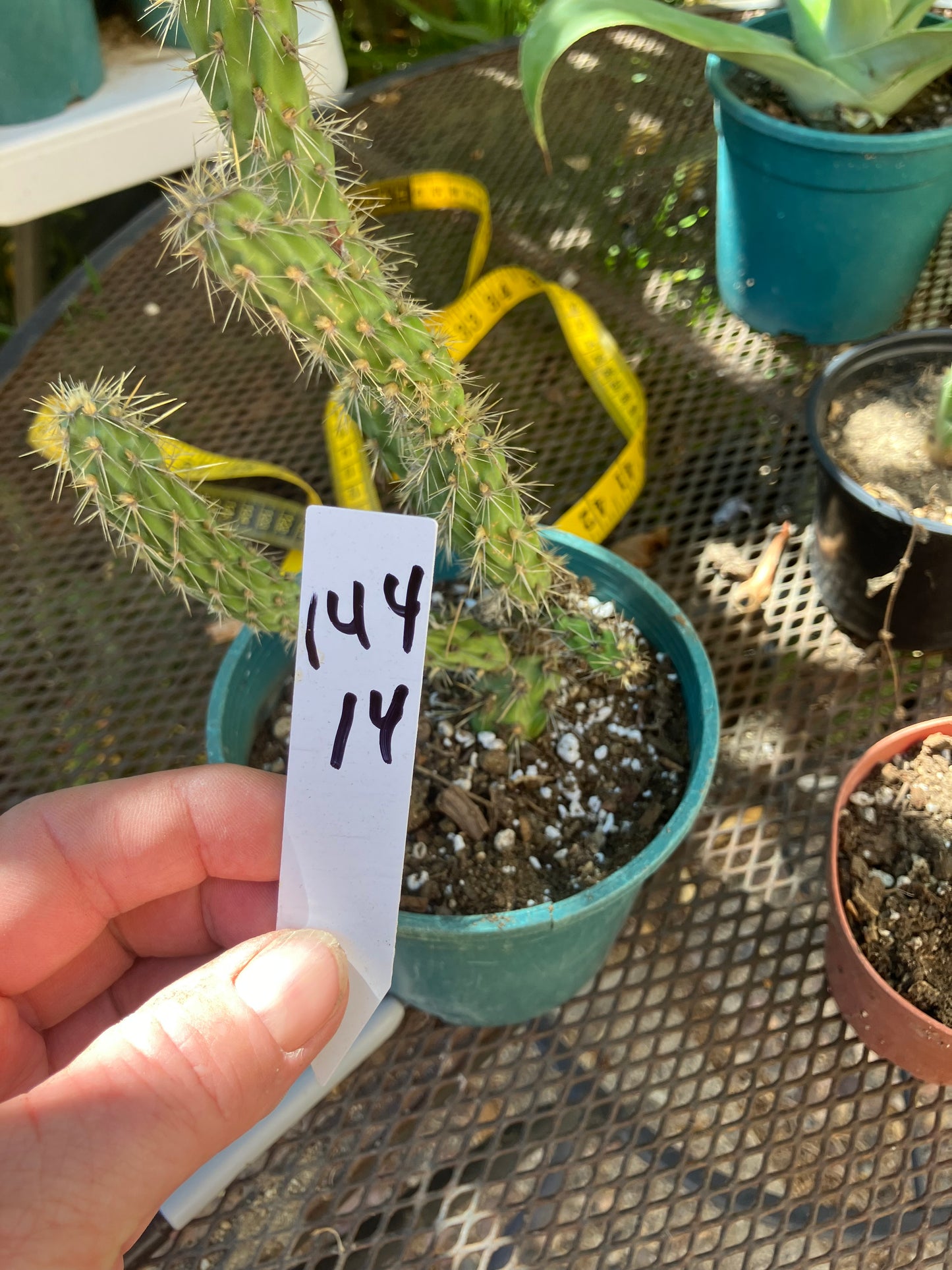 Cholla Cylindropuntia Buckhorn Cactus 14”Tall #144W