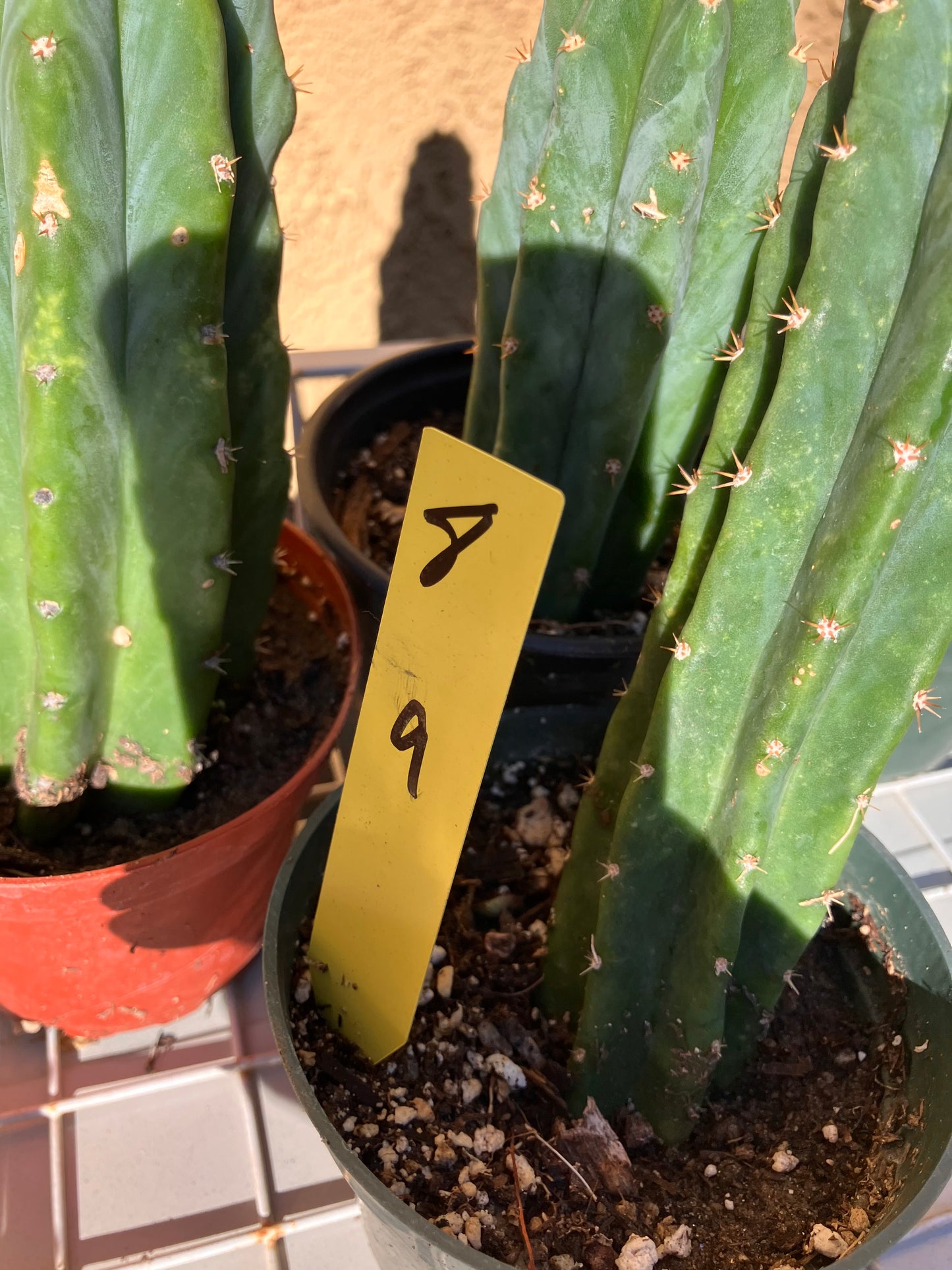 San Pedro Cactus - Trichocereus pachanoi 9"Tall #8y