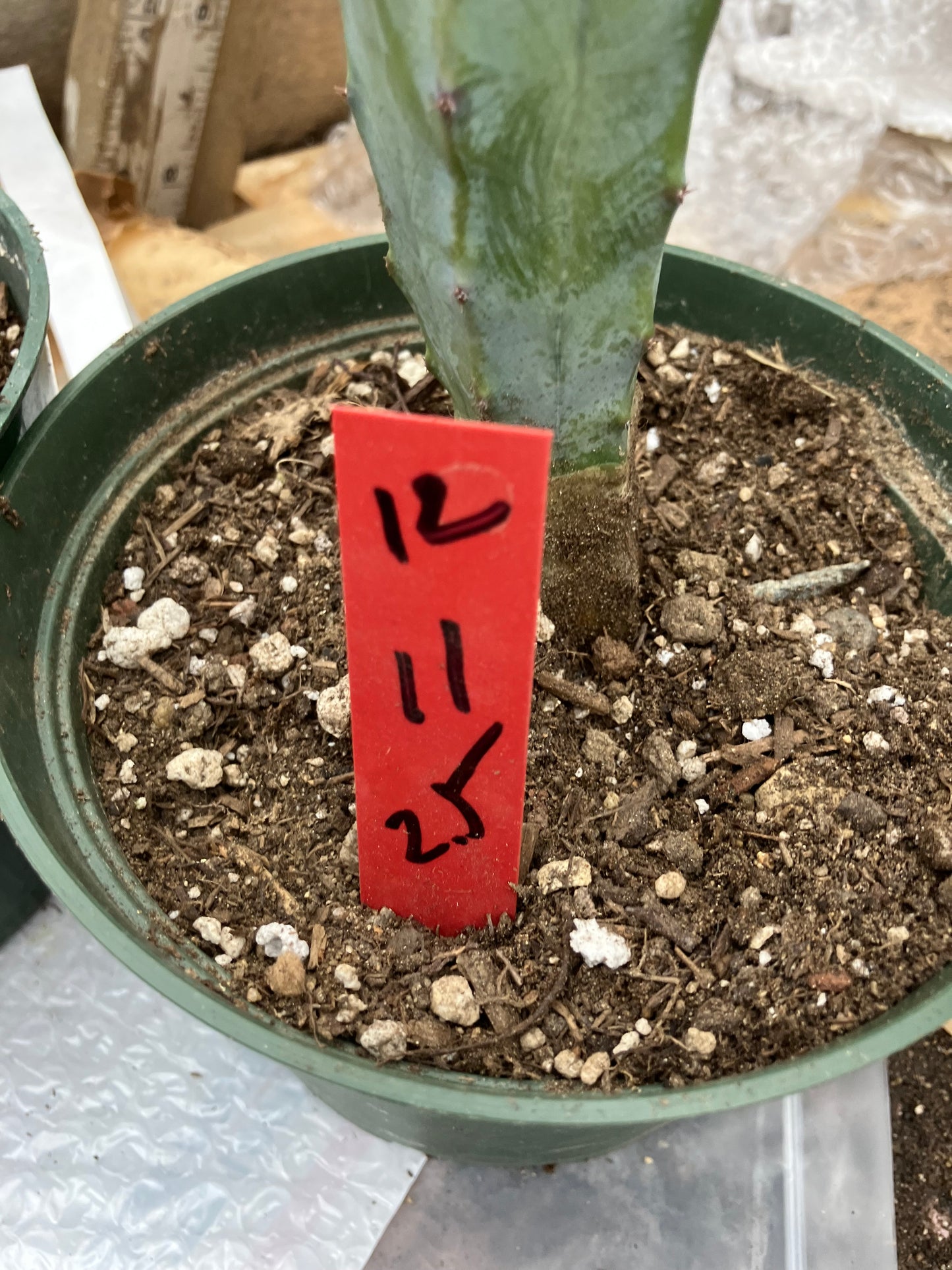 Myrtillocactus cochal Candelabra Cactus 11"Tall 2.5" Wide #12R