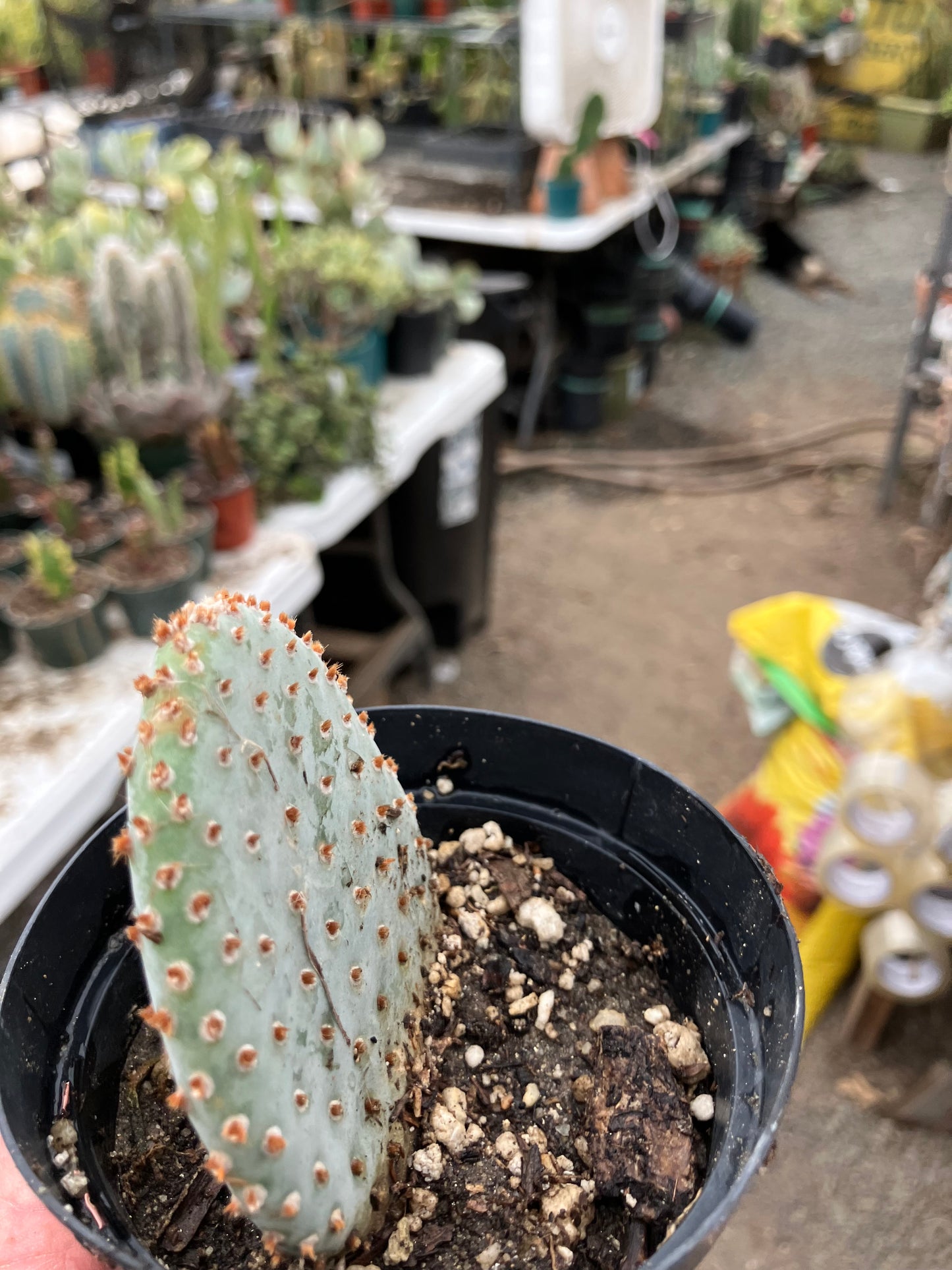 Opuntia Basilaris Beavertail Cactus 3"Tall #83R