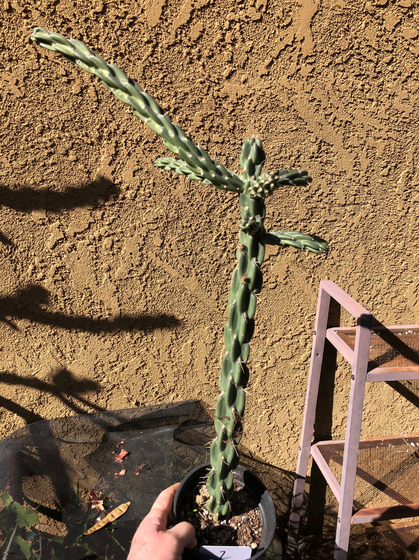 Cholla Cylindropuntia  Buckhorn 24”Tall #2W