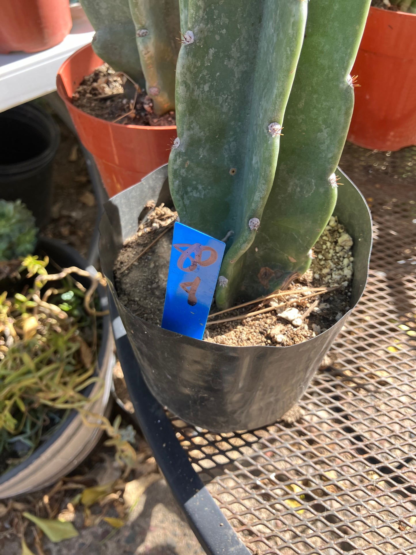 Cereus Peruvianus Night Blooming 8”Tall #80B