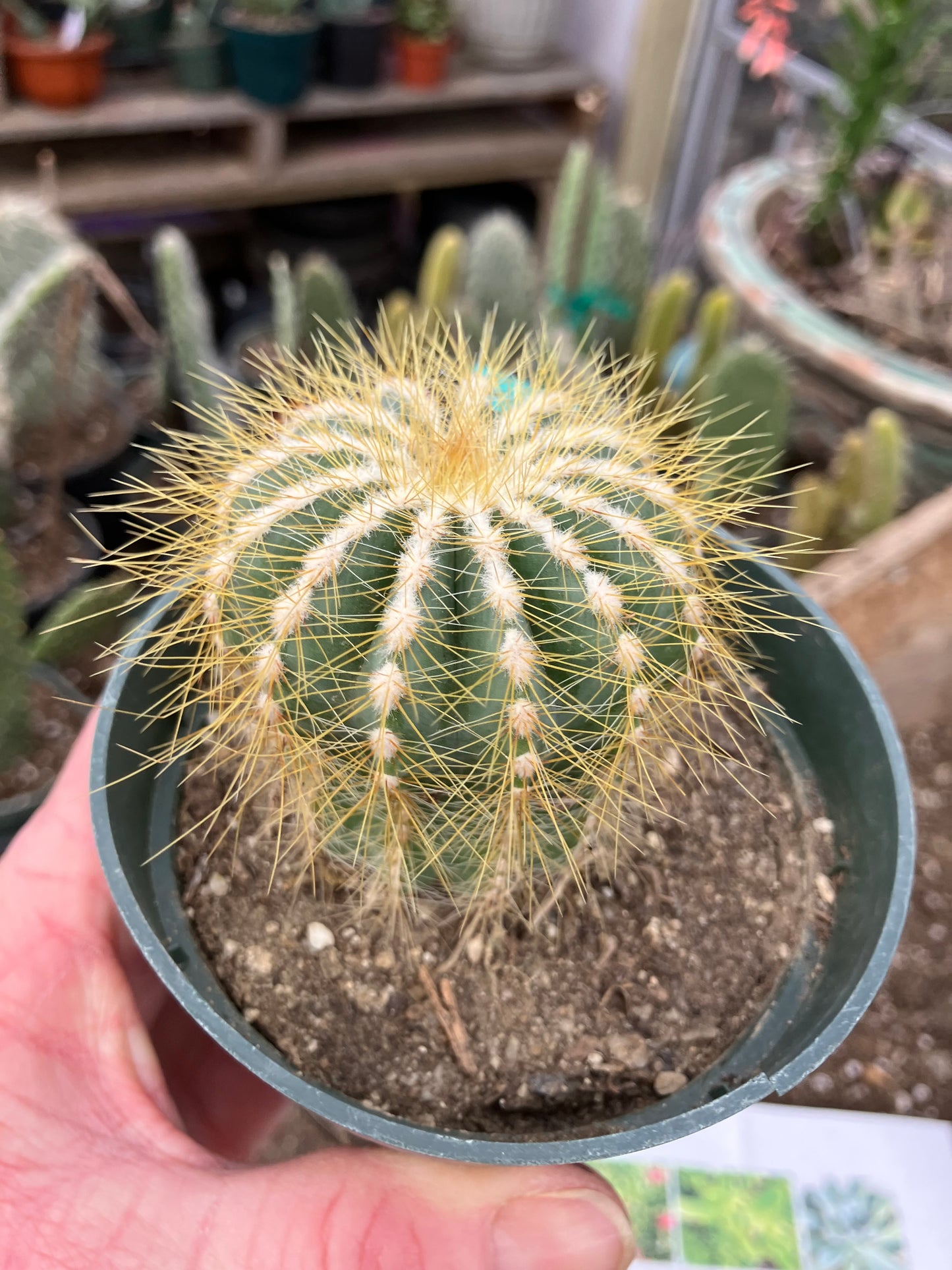 Notocactus Magnificus Balloon Cactus Fast Grower 2.5”Tall 2"Wide #50G