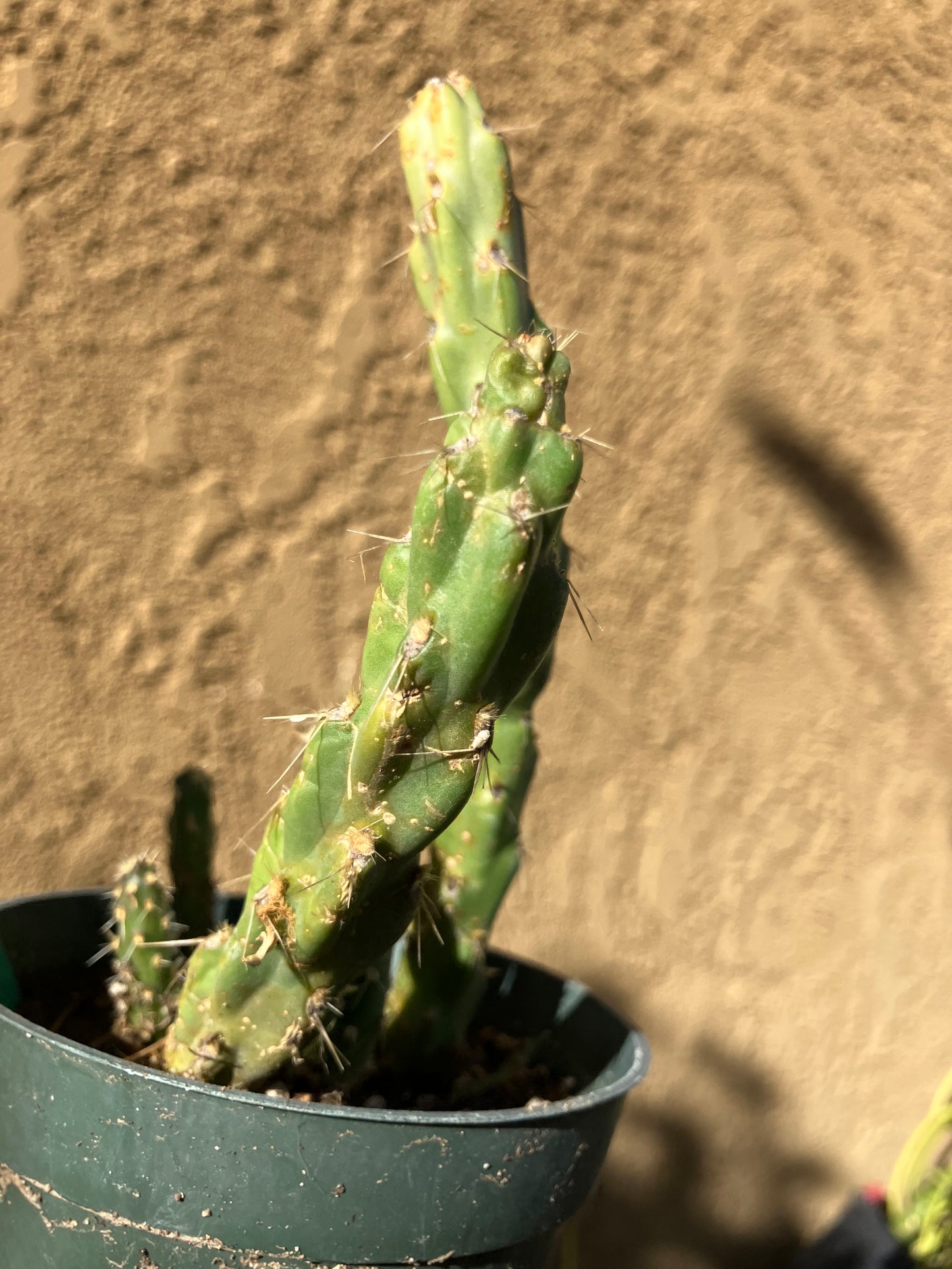 Cholla Cylindropuntia Imbricata  Buckhorn 5”Tall #11G*