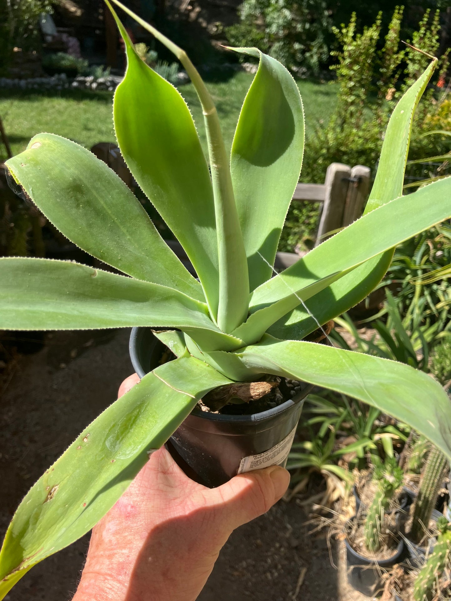 Agave attenuata Foxtail Agave (Fox tail) 11" Wide #111P