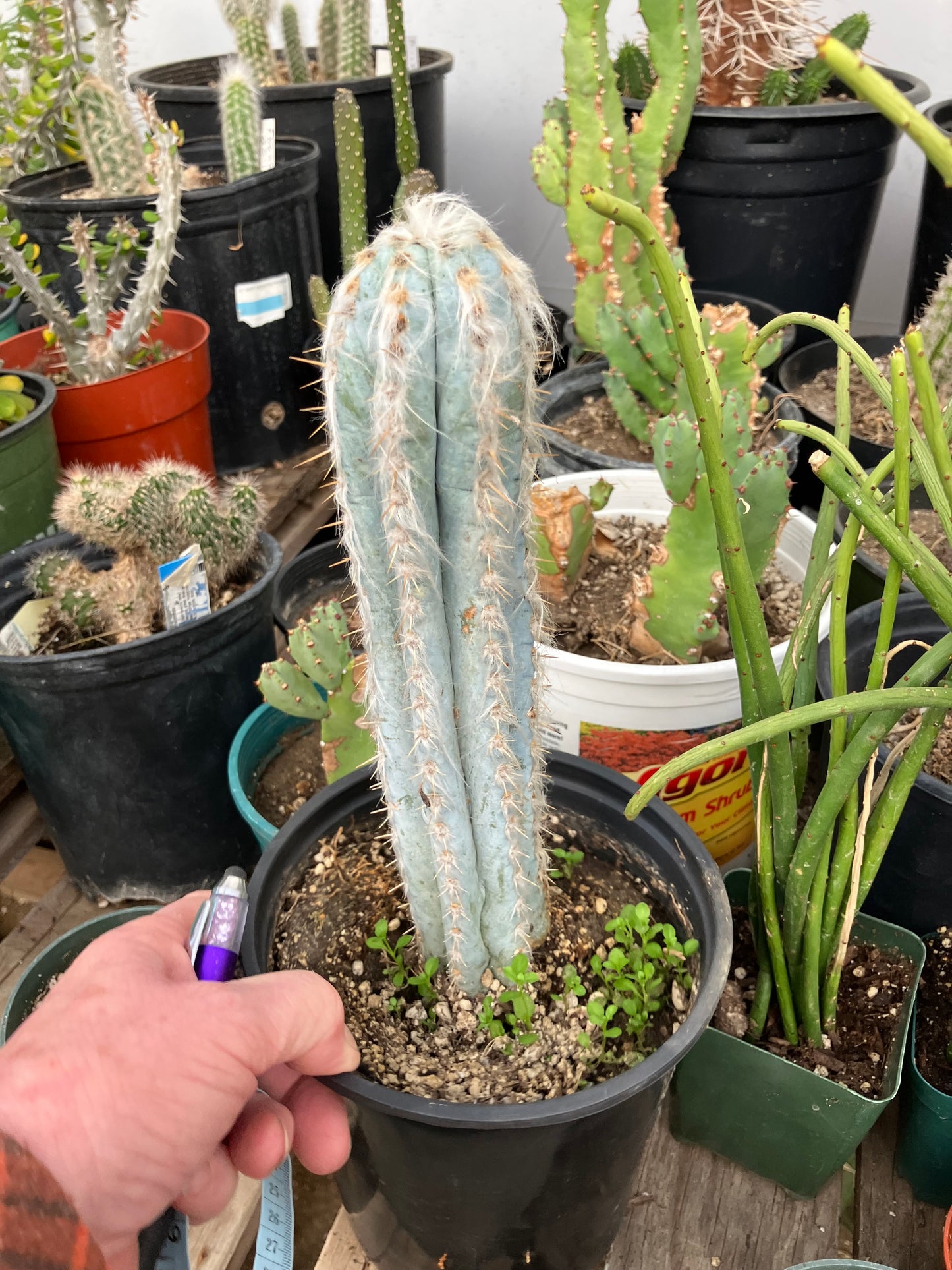 Pilosocereus Pachycladus Cactus 10" Tall 8.5"Circumference