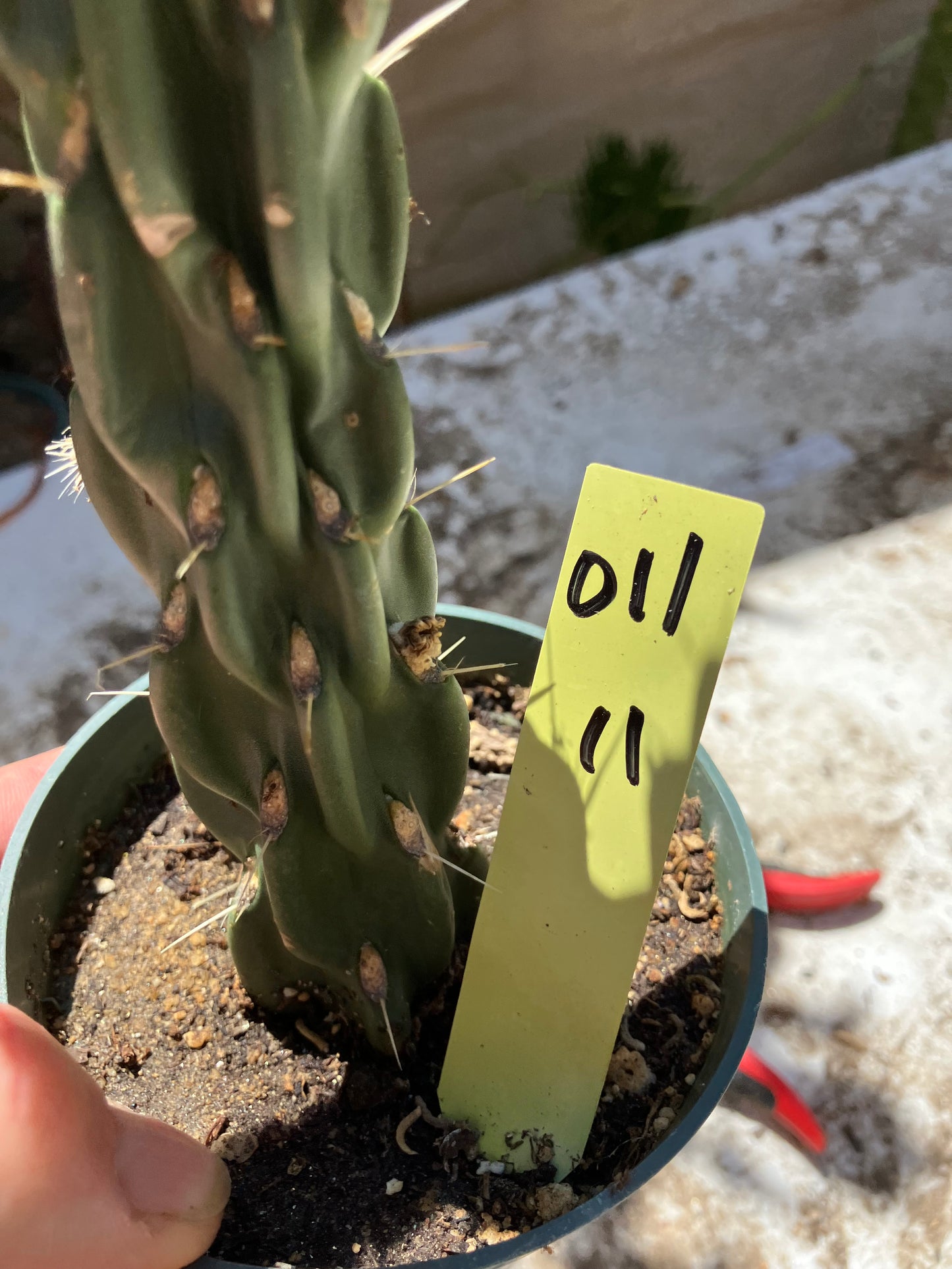 Cholla Cylindropuntia Buckhorn Cactus 12”Tall #011Y