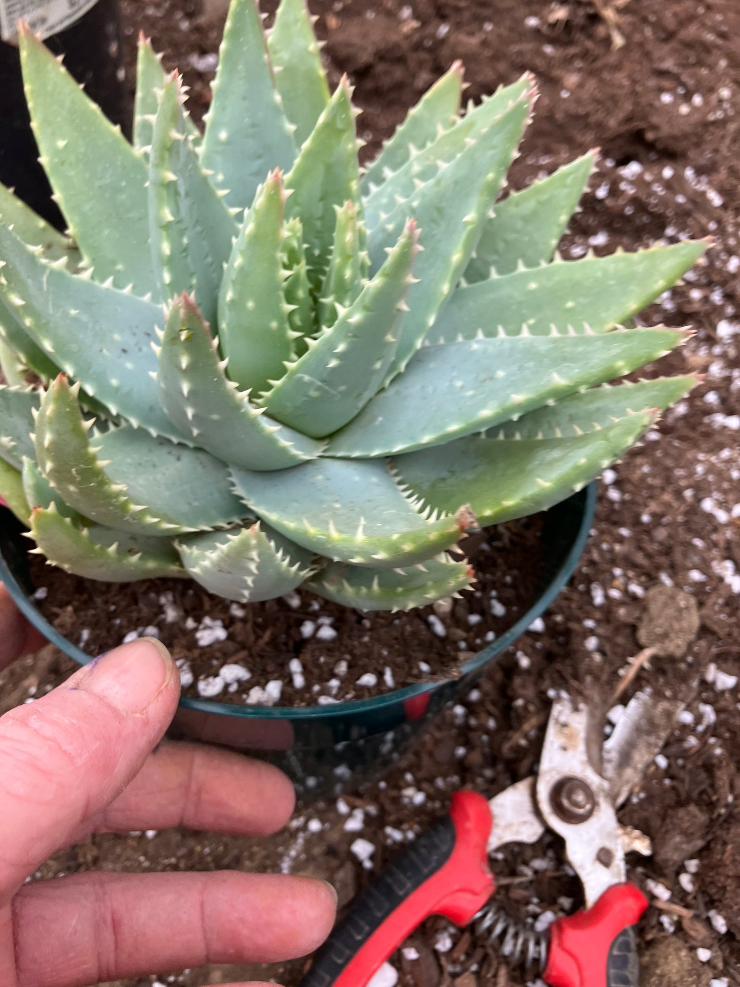 Aloe Brevifolia Short Leaf Aloe Succulent 5"Tall 7" Wide #30P