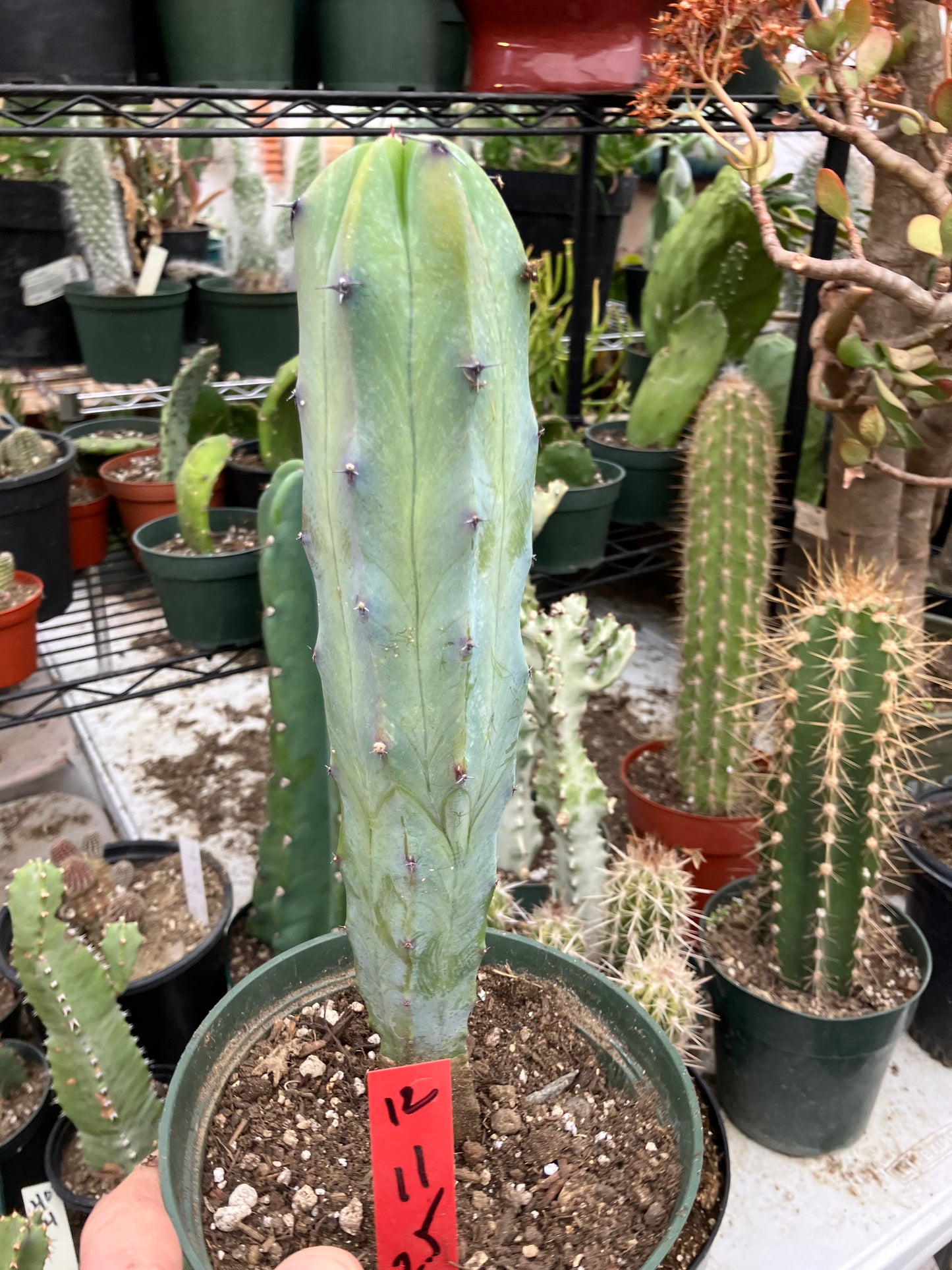 Myrtillocactus cochal Candelabra Cactus 11"Tall 2.5" Wide #12R