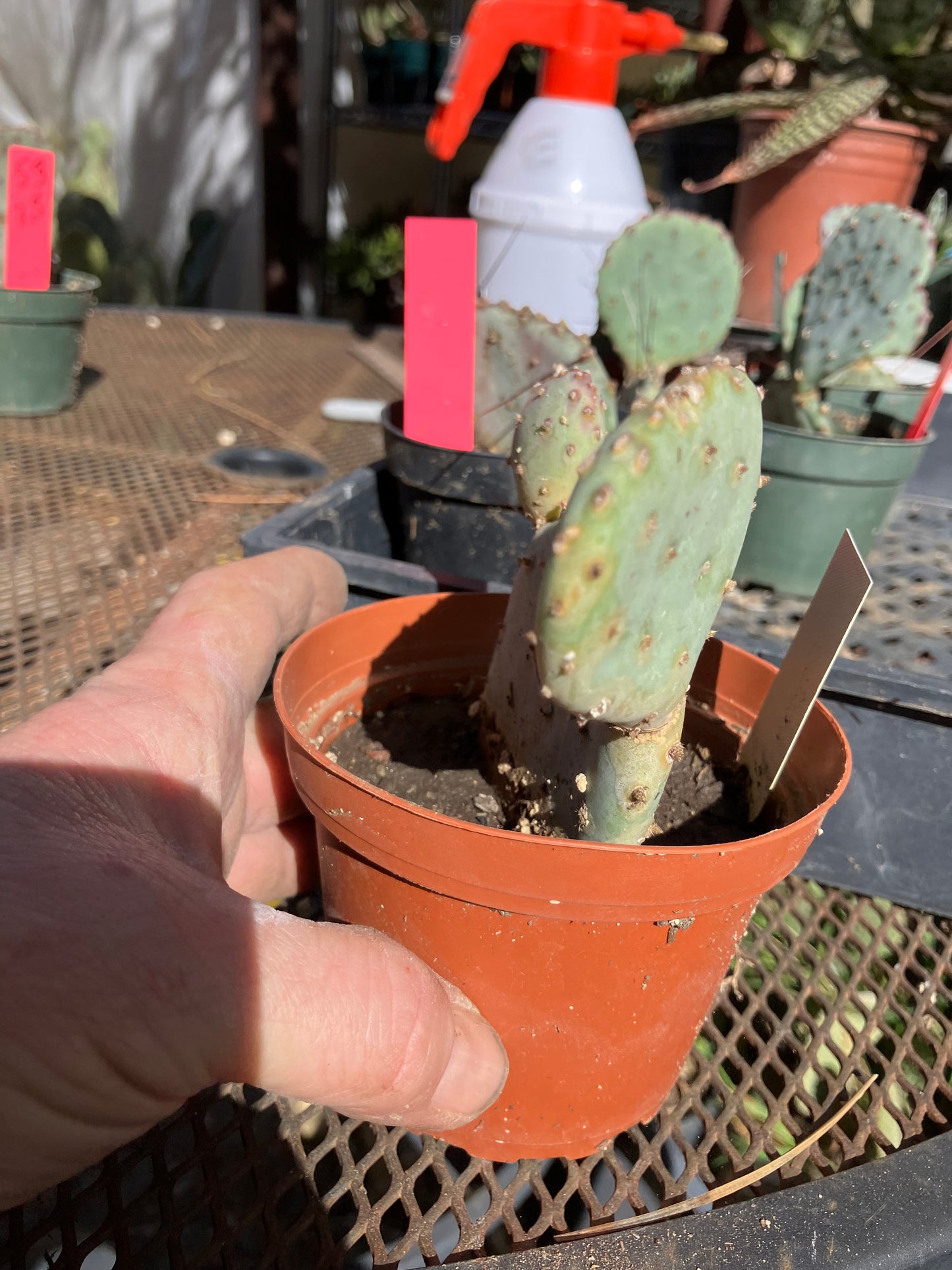 Opuntia Santa Rita Purple Prickly Pear Cactus 4”Tall #6Y
