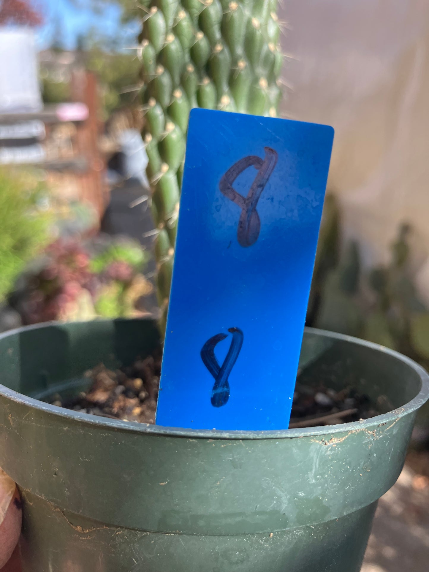 Cylindropuntia fulgida Cholla Boxing Glove Cactus Crest 8"Tall #8B*