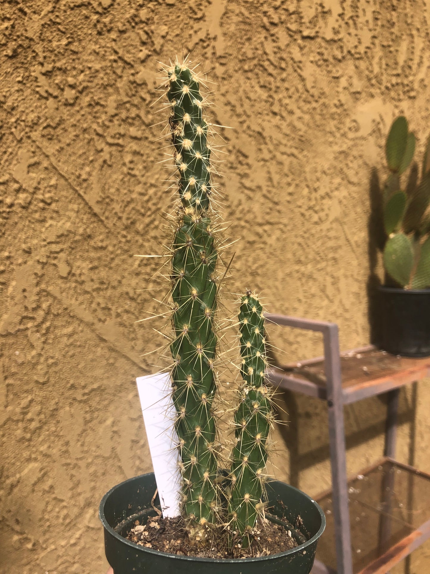 Cholla Cylindropuntia  Buckhorn 8"Tall #110