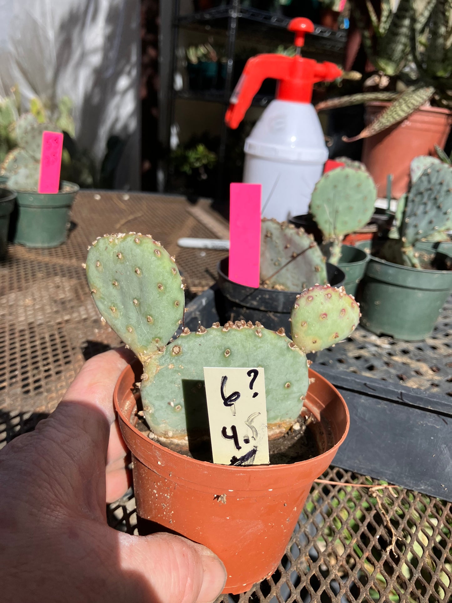 Opuntia Santa Rita Purple Prickly Pear Cactus 4”Tall #6Y