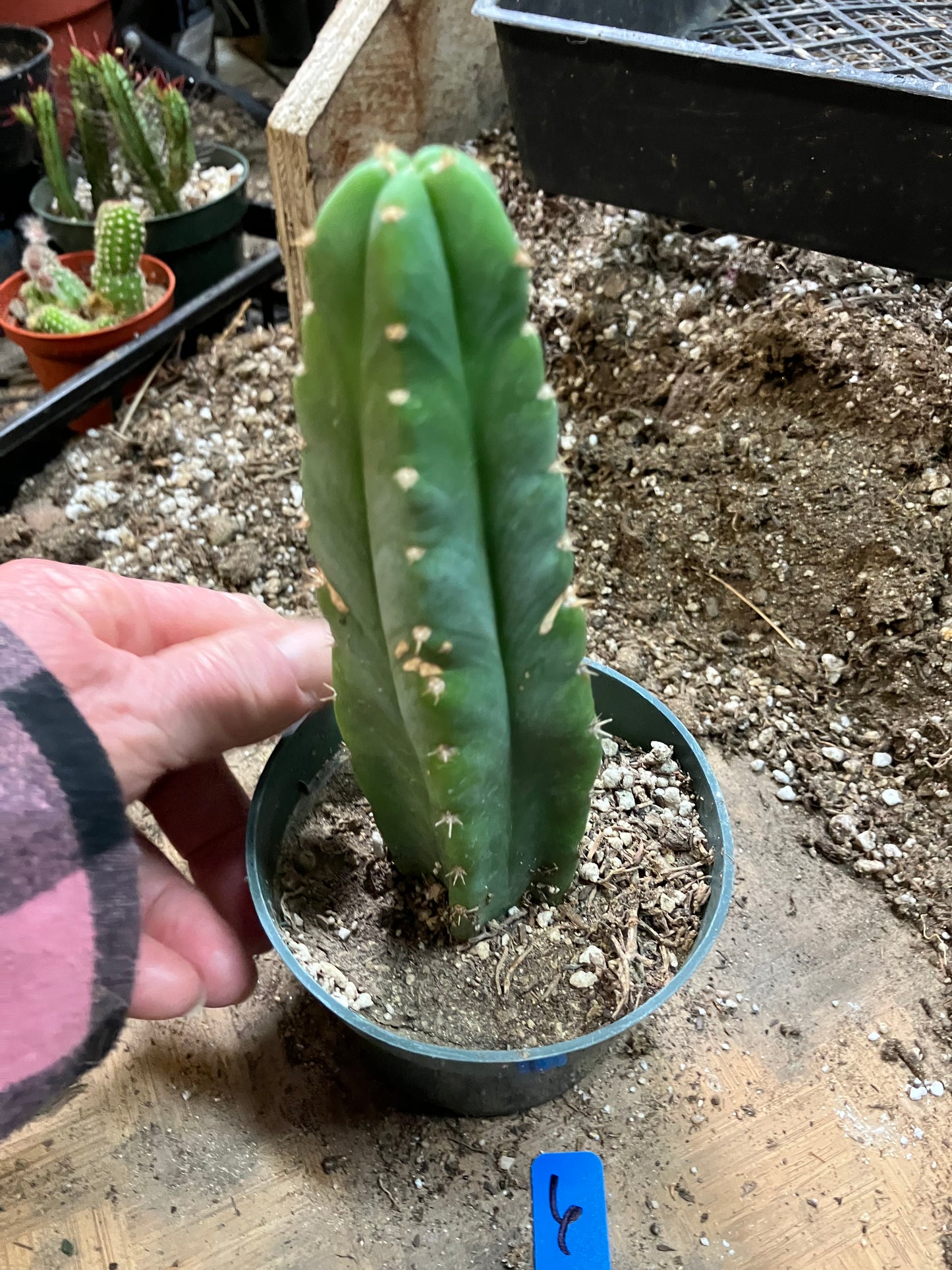 San Pedro Cactus - Trichocereus pachanoi 6"Tall #6B