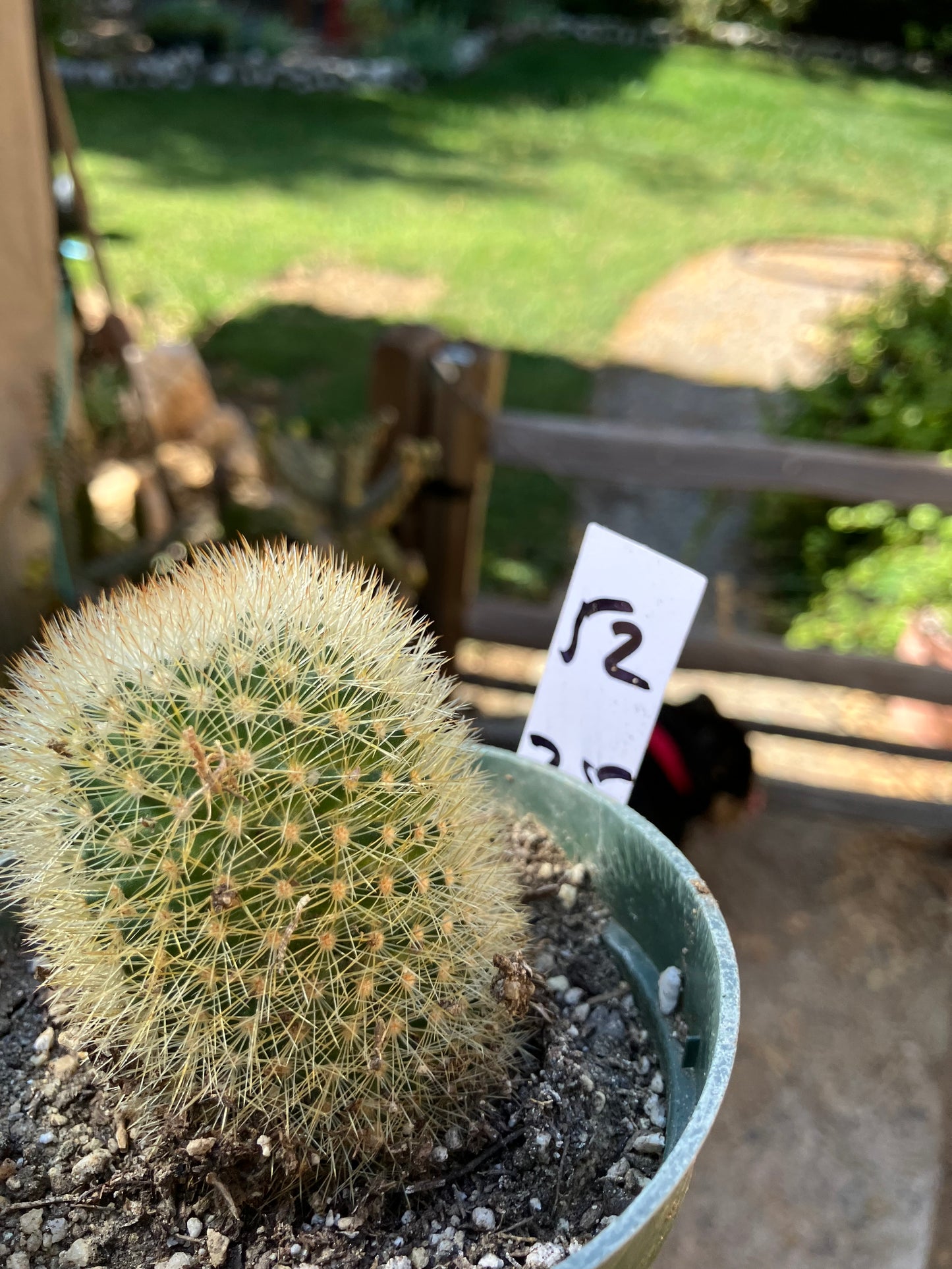 Notocactus Parodia scopa Silver Ball/Snowball Cactus 2.5" Tall #52W
