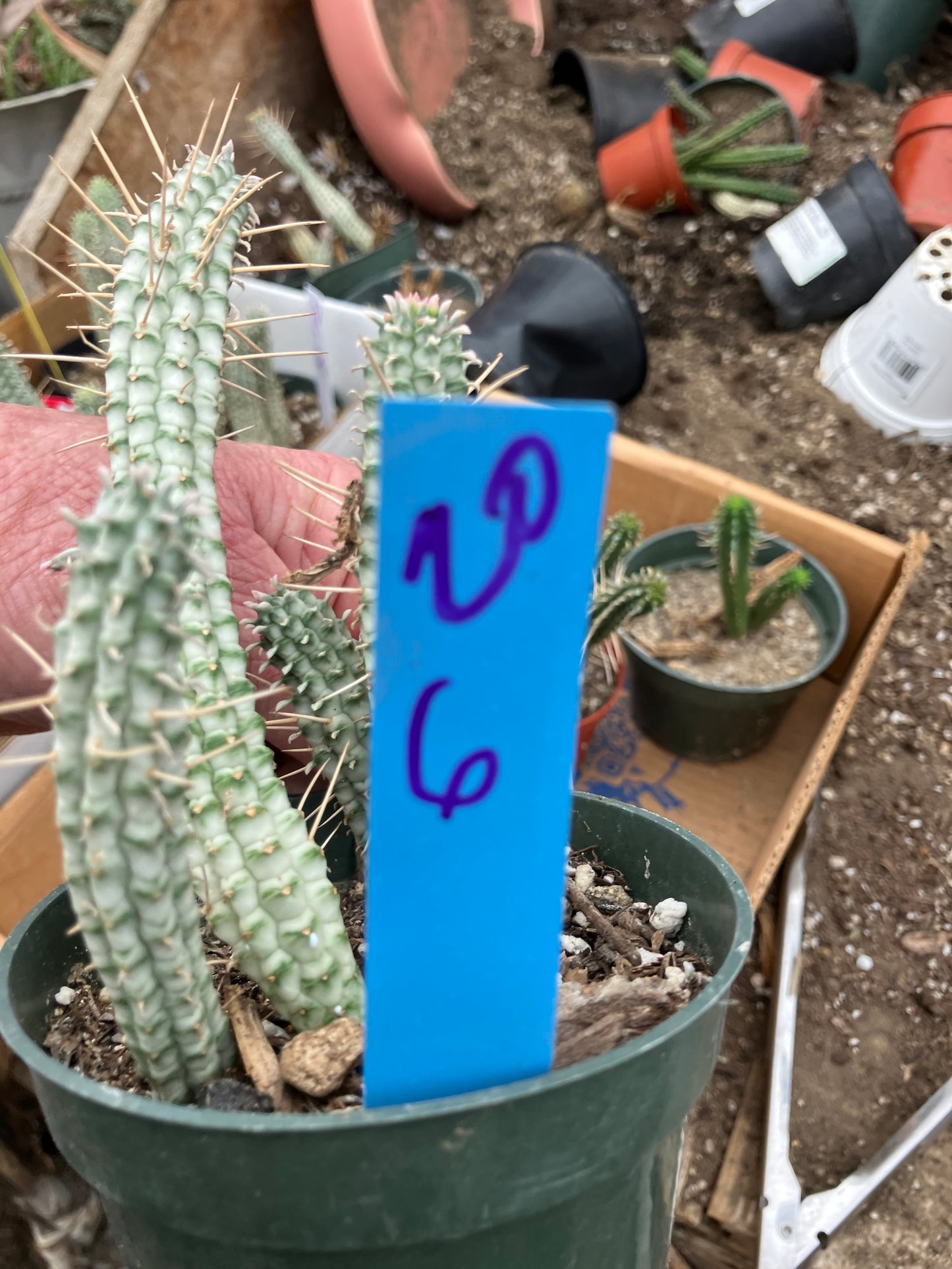 Euphorbia mammillaria variegata Corn Cob 6"Tall #20B