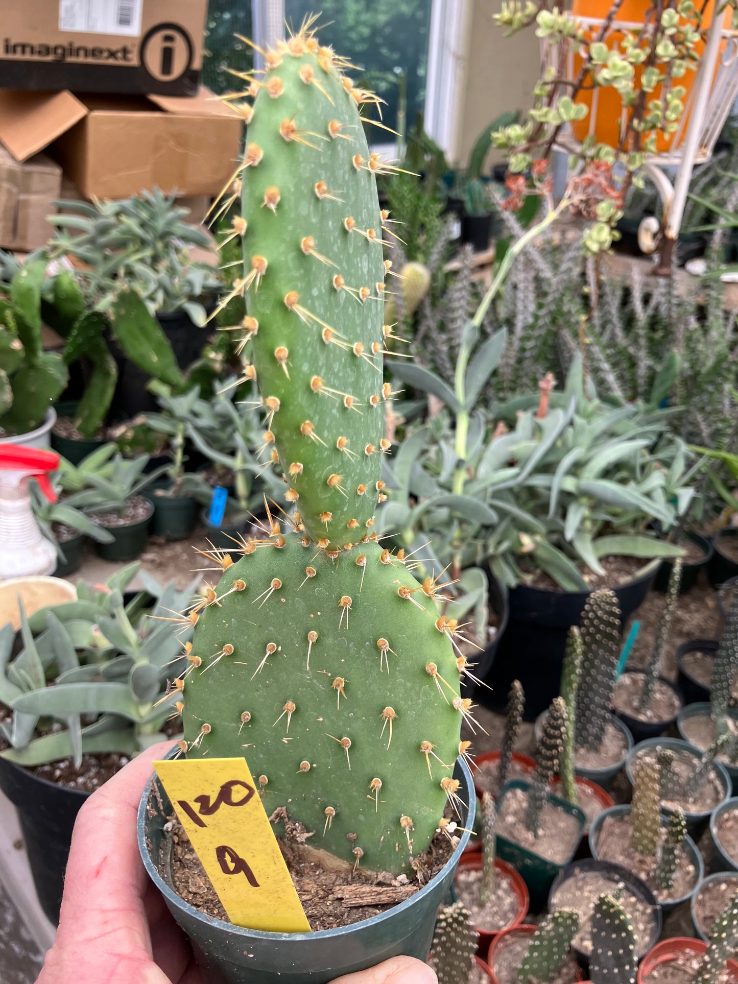 Opuntia engelmannii "Texas Prickly Pear" 9"Tall #120Y
