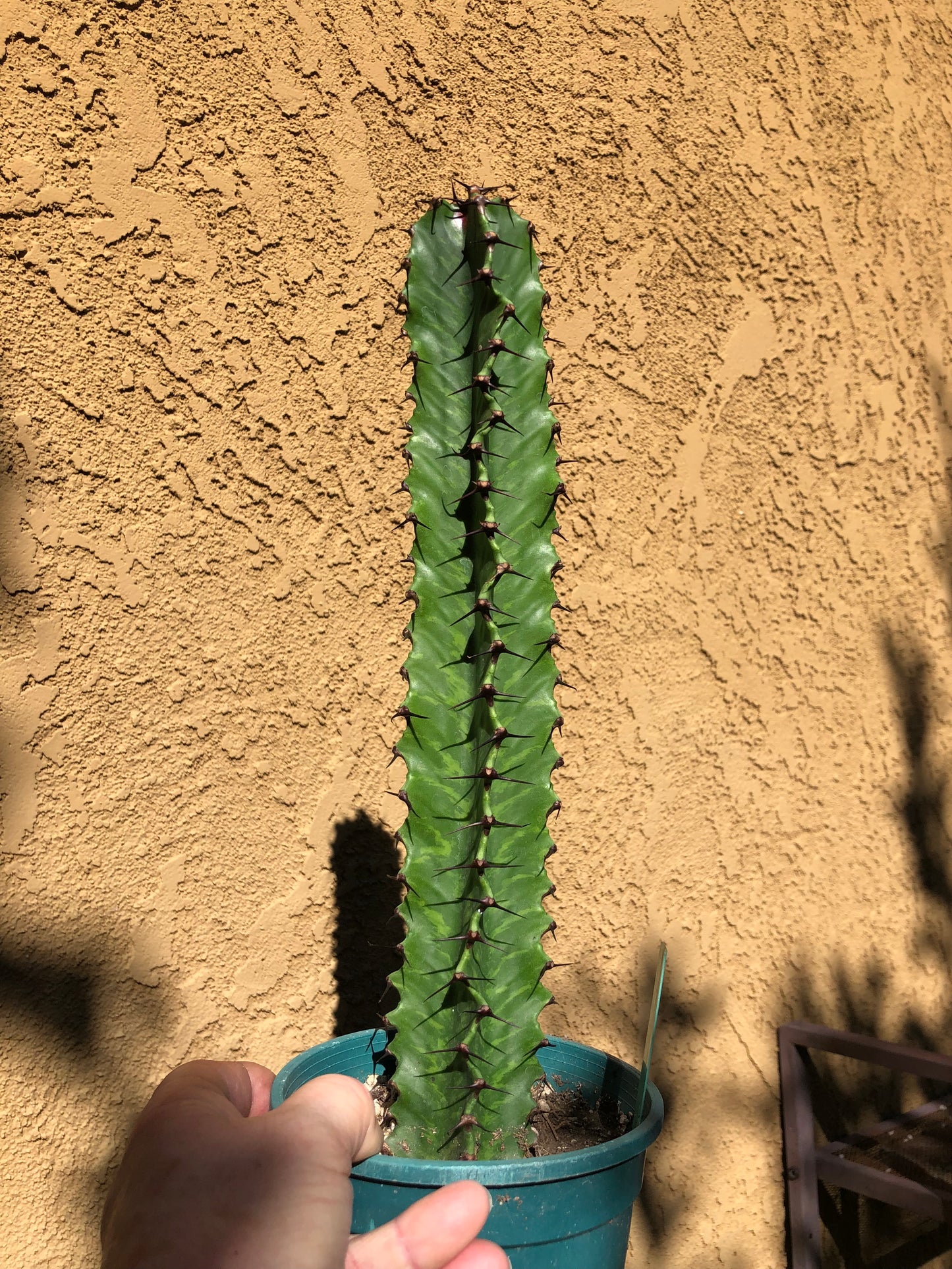 (Euphorbia ingens Candelabra Tree 14”Tall #140G