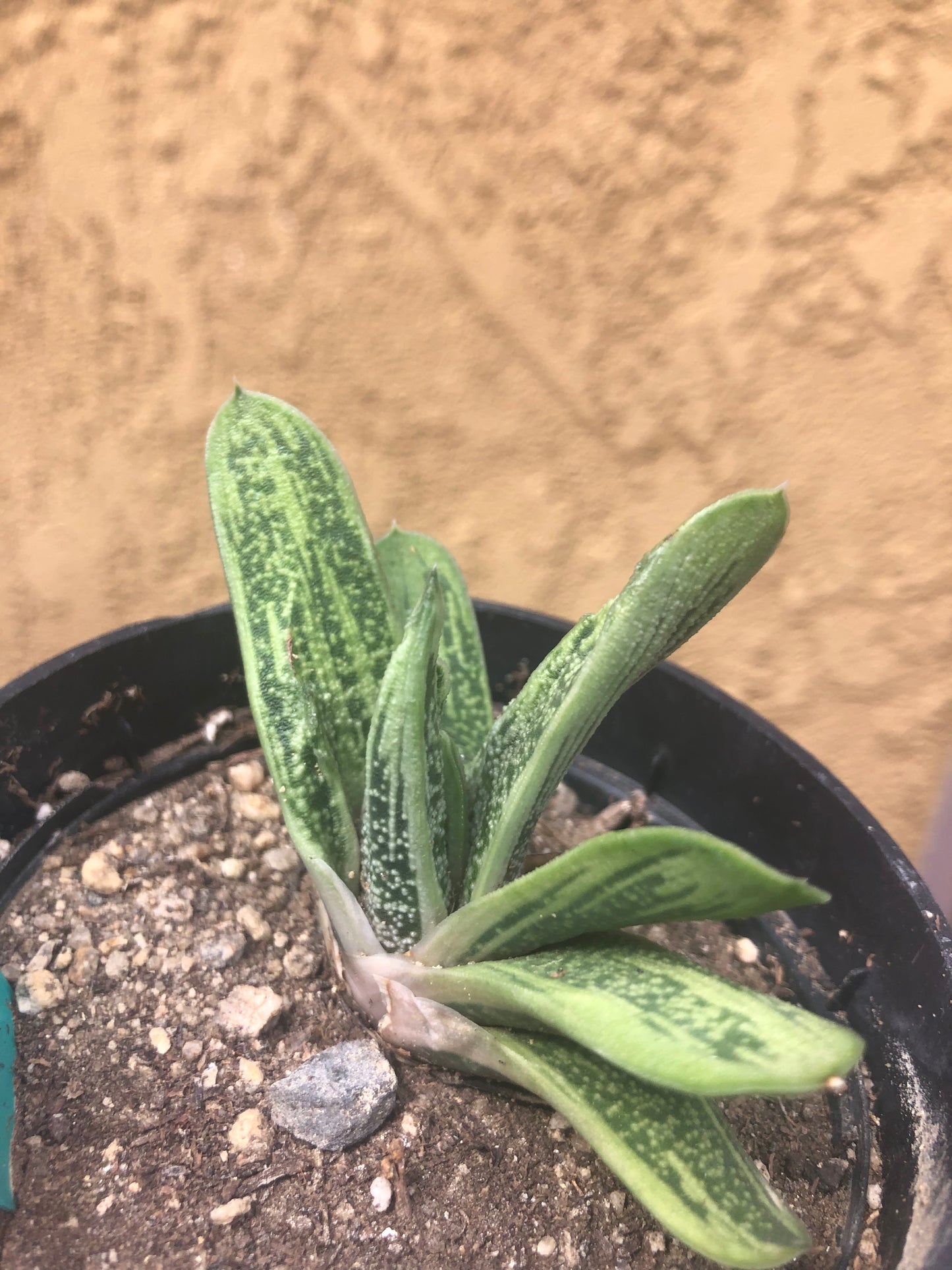 Gasteria Succulent Little Warty 3”Wide #13G