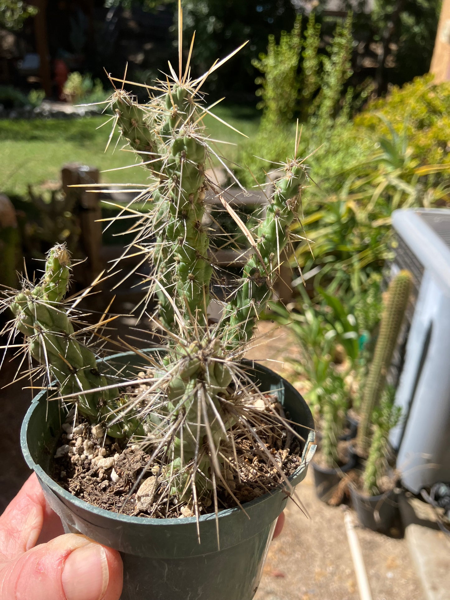Cholla Cylindropuntia Buckhorn Cactus 5”Tall #51W