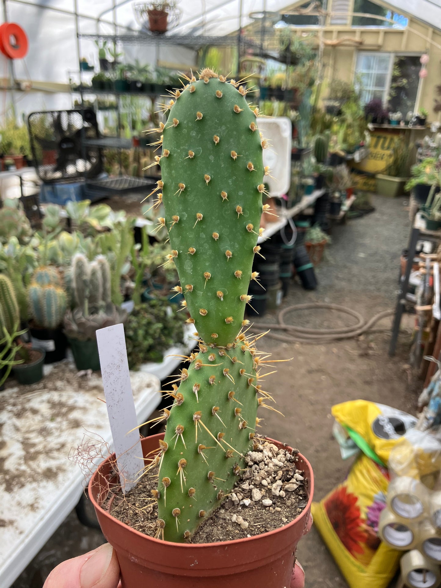 Opuntia engelmannii "Texas Prickly Pear" 6"Tall #622W