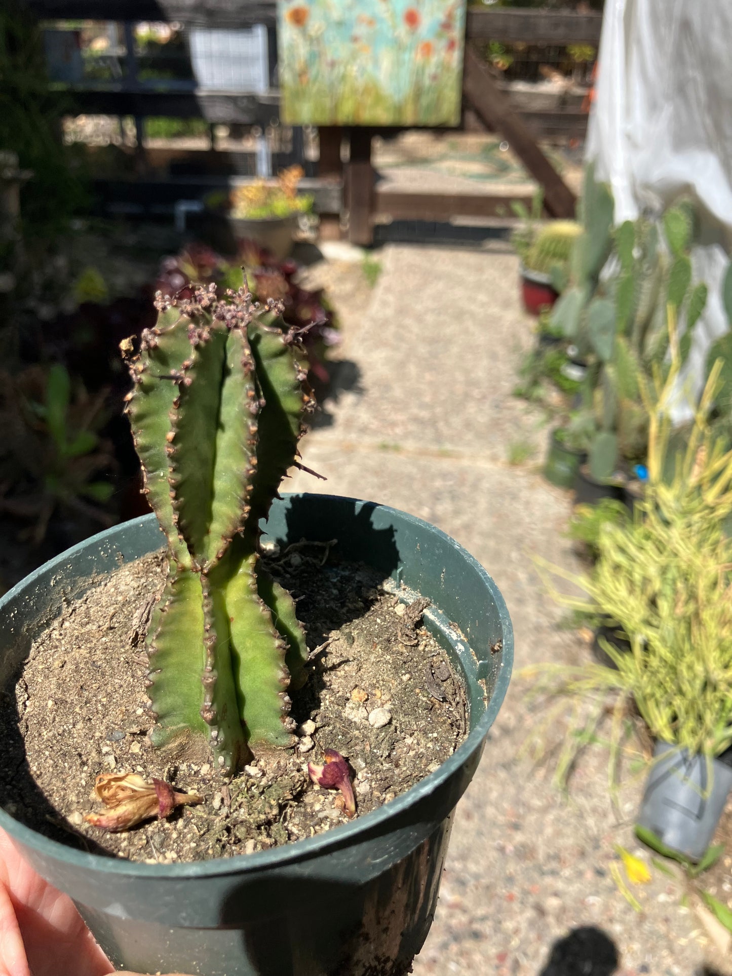 Euphorbia anoplia Green Tanzanian Zipper 5"Tall #215B
