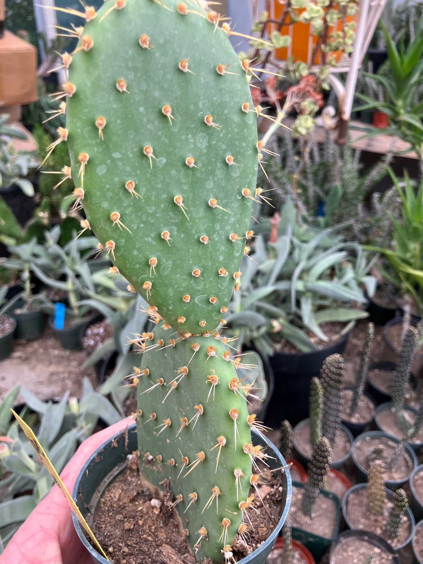 Opuntia engelmannii "Texas Prickly Pear" 9"Tall #120Y