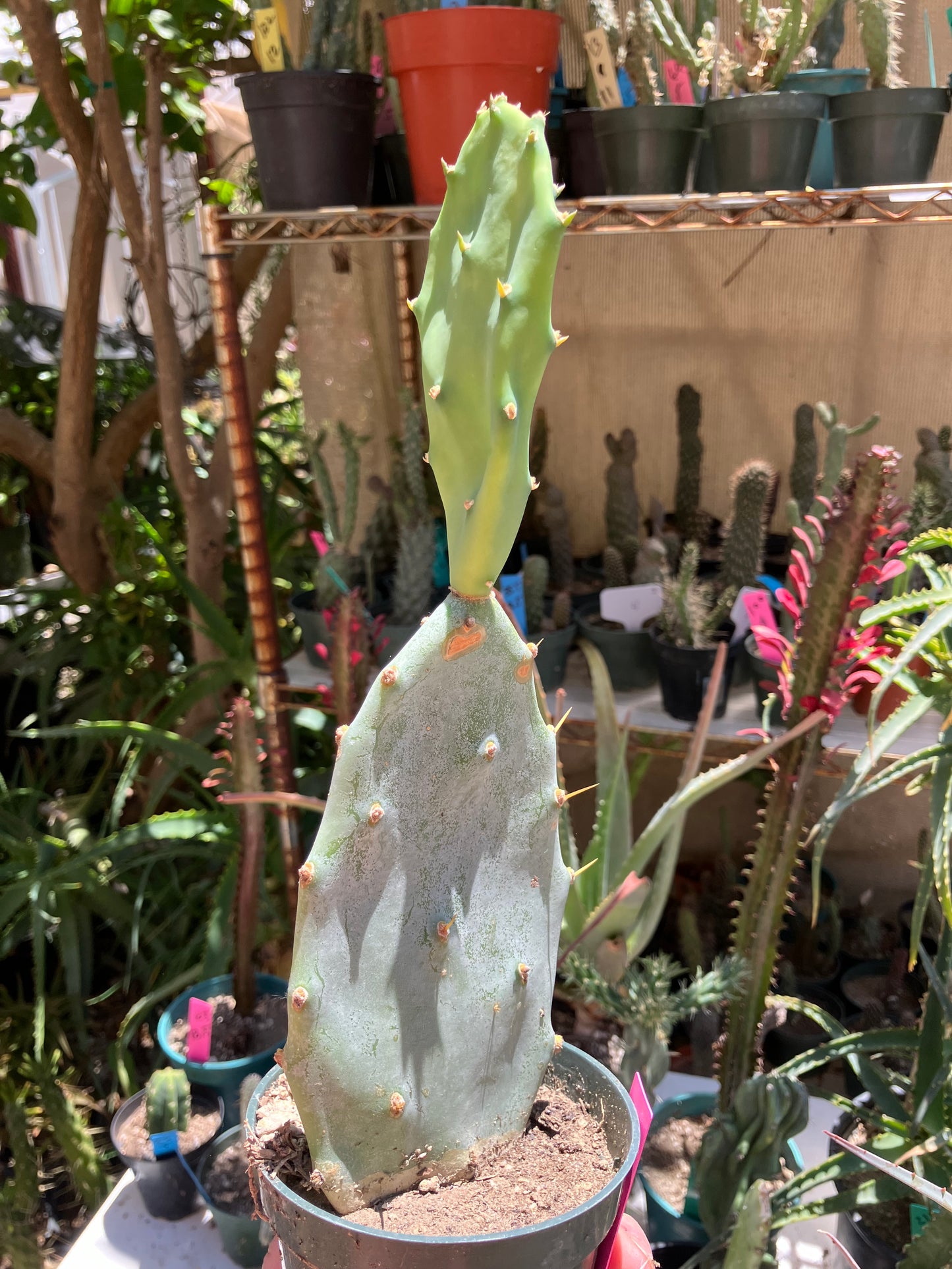 Opuntia Hybrid Cartwheel  "Hybrid Prickly Pear" 10"Tall #101P