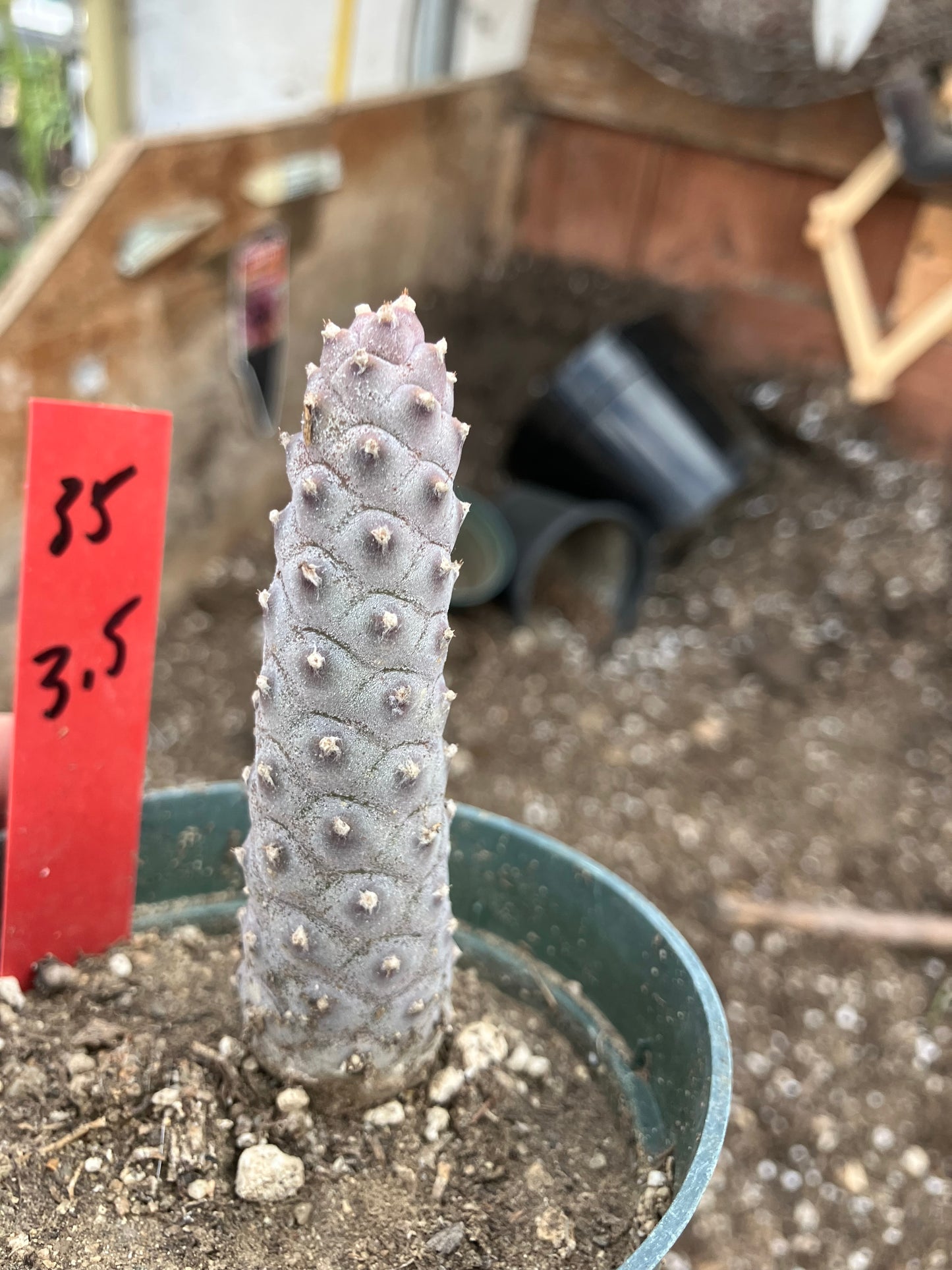 Pine Cone Cactus Tephrocactus~ articulatus var. diadematus Pinecone 3.5"Tall #35R