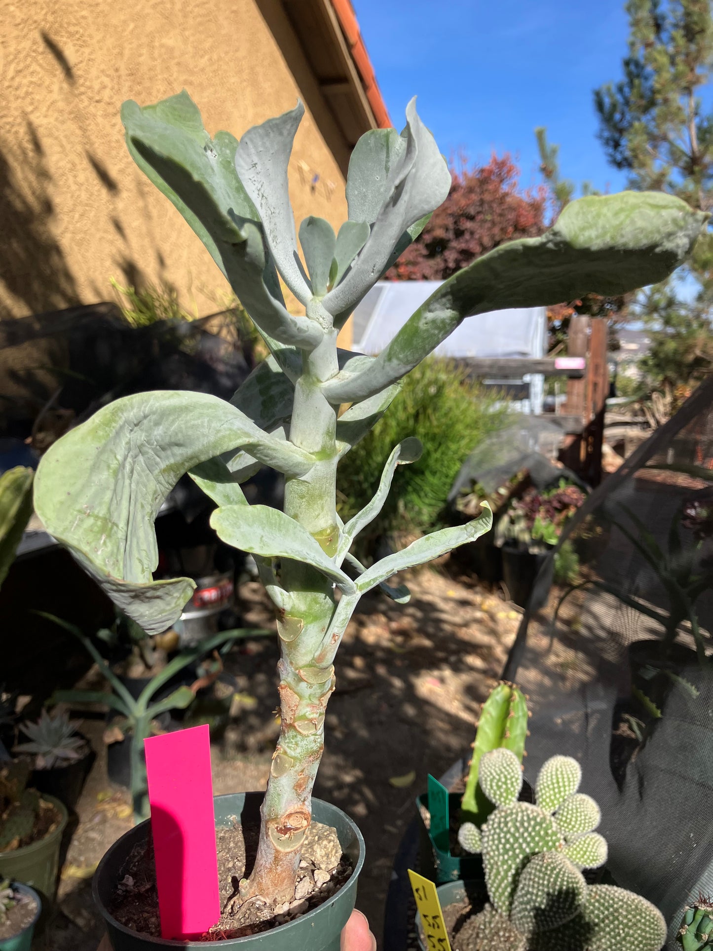 Cotyledon Silver Waves Succulent 11"Tall #112P