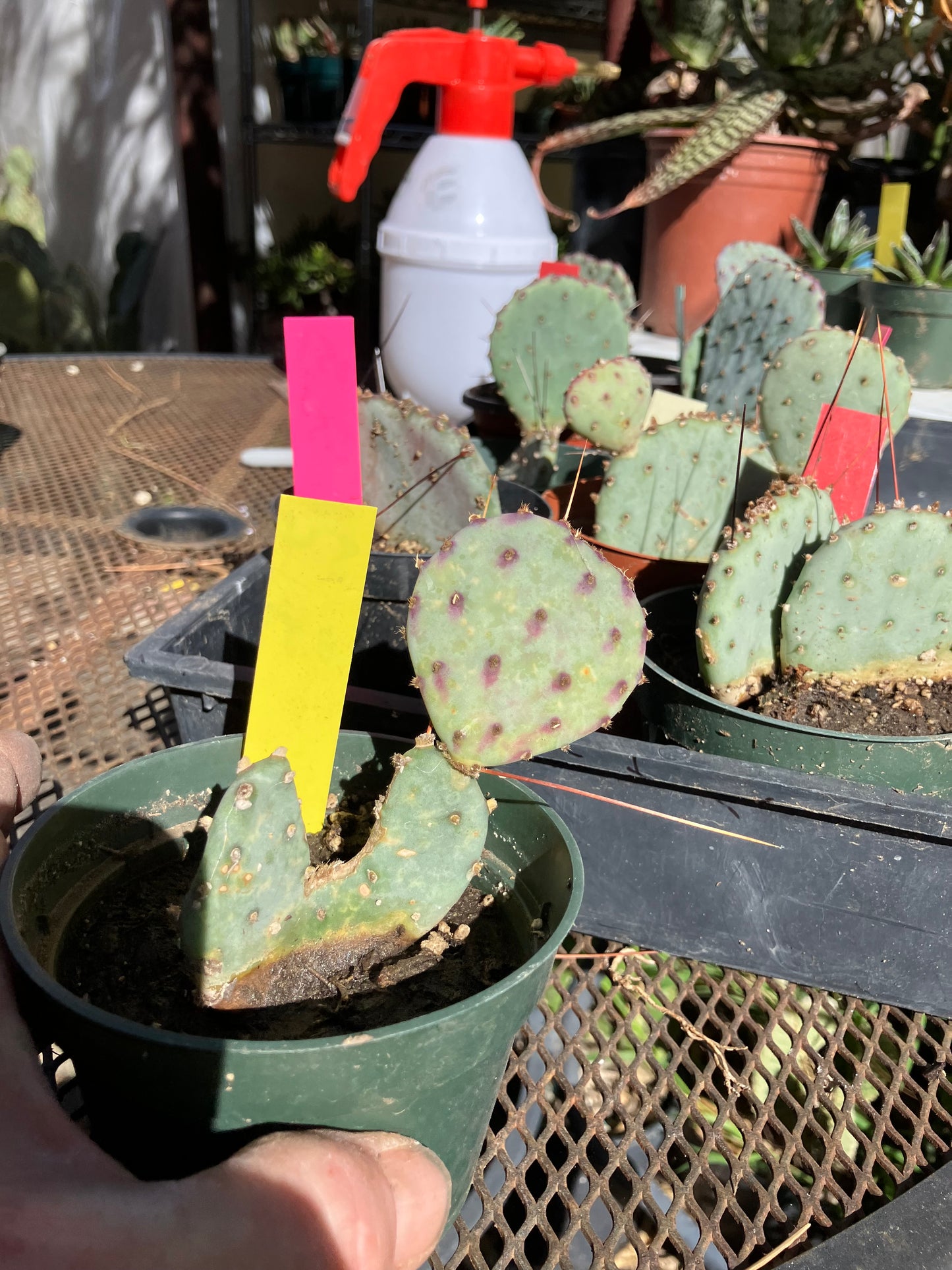 Opuntia Santa Rita Purple Prickly Pear 3.5”Tall #54Y