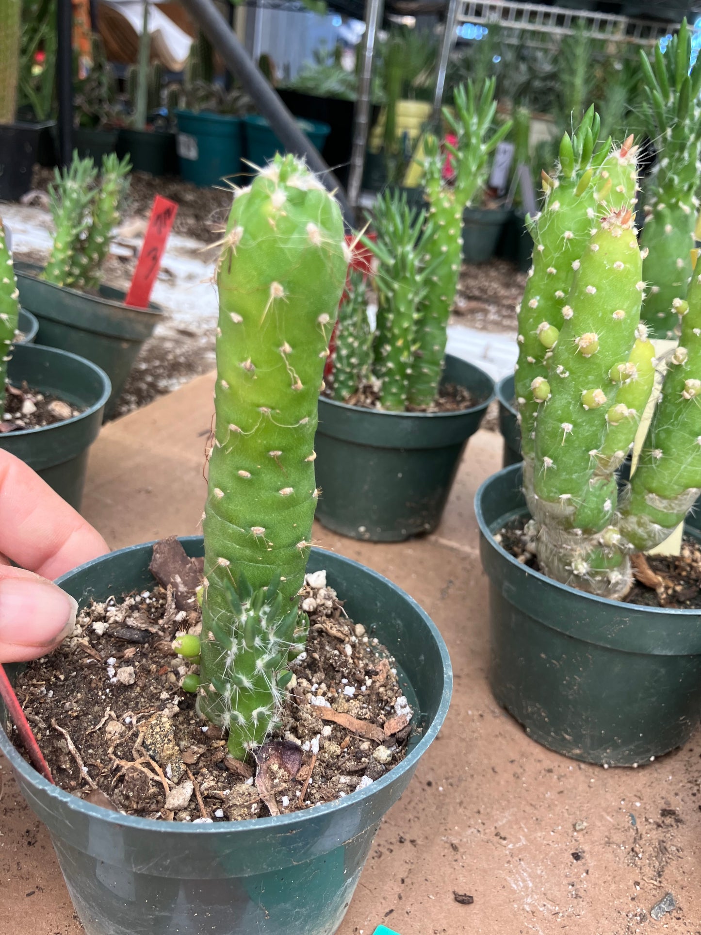 Austrocylindropuntia Cactus Gumbi Mini Eve's Needle 4.5"Tall #901R