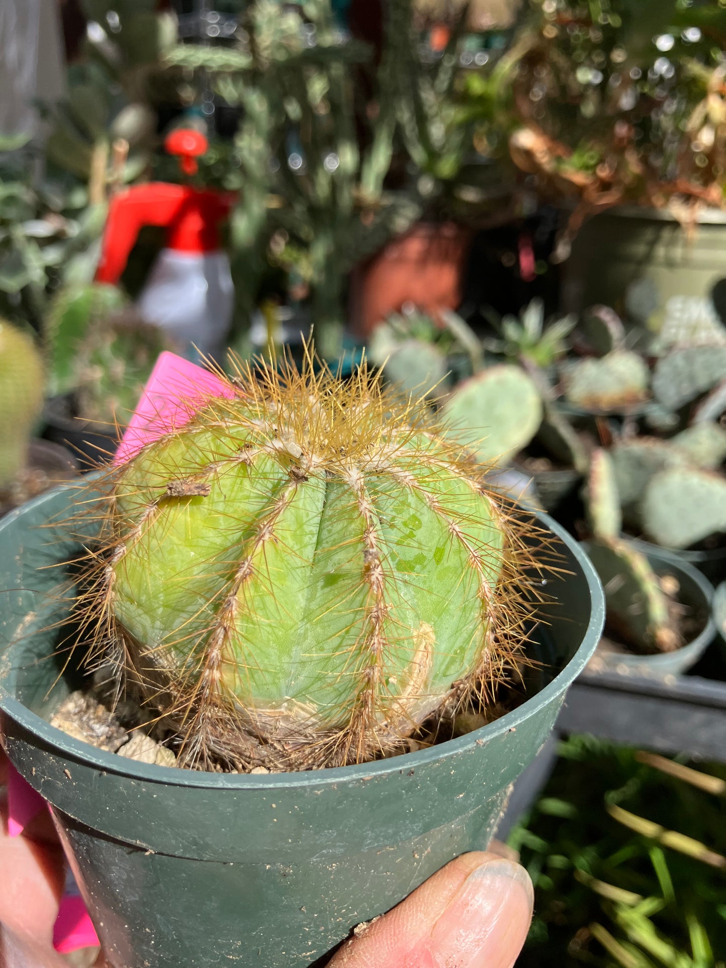 Notocactus Magnificus  Balloon Cactus Fast Grower 2” Tall, 2" Wide #22p