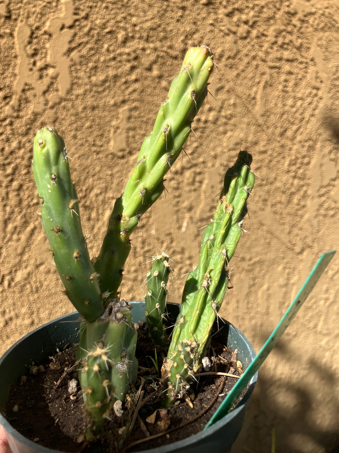 Cholla Cylindropuntia Imbricata  Buckhorn 5”Tall #11G*