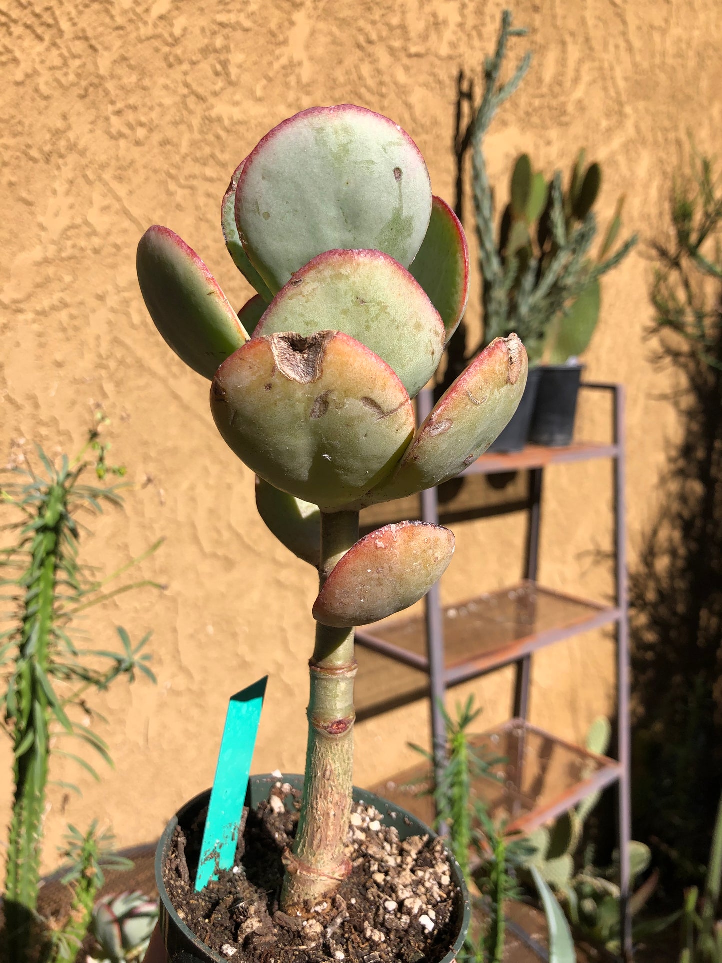 Crassula arborescens Silver Dollar 9”Tall #51G*