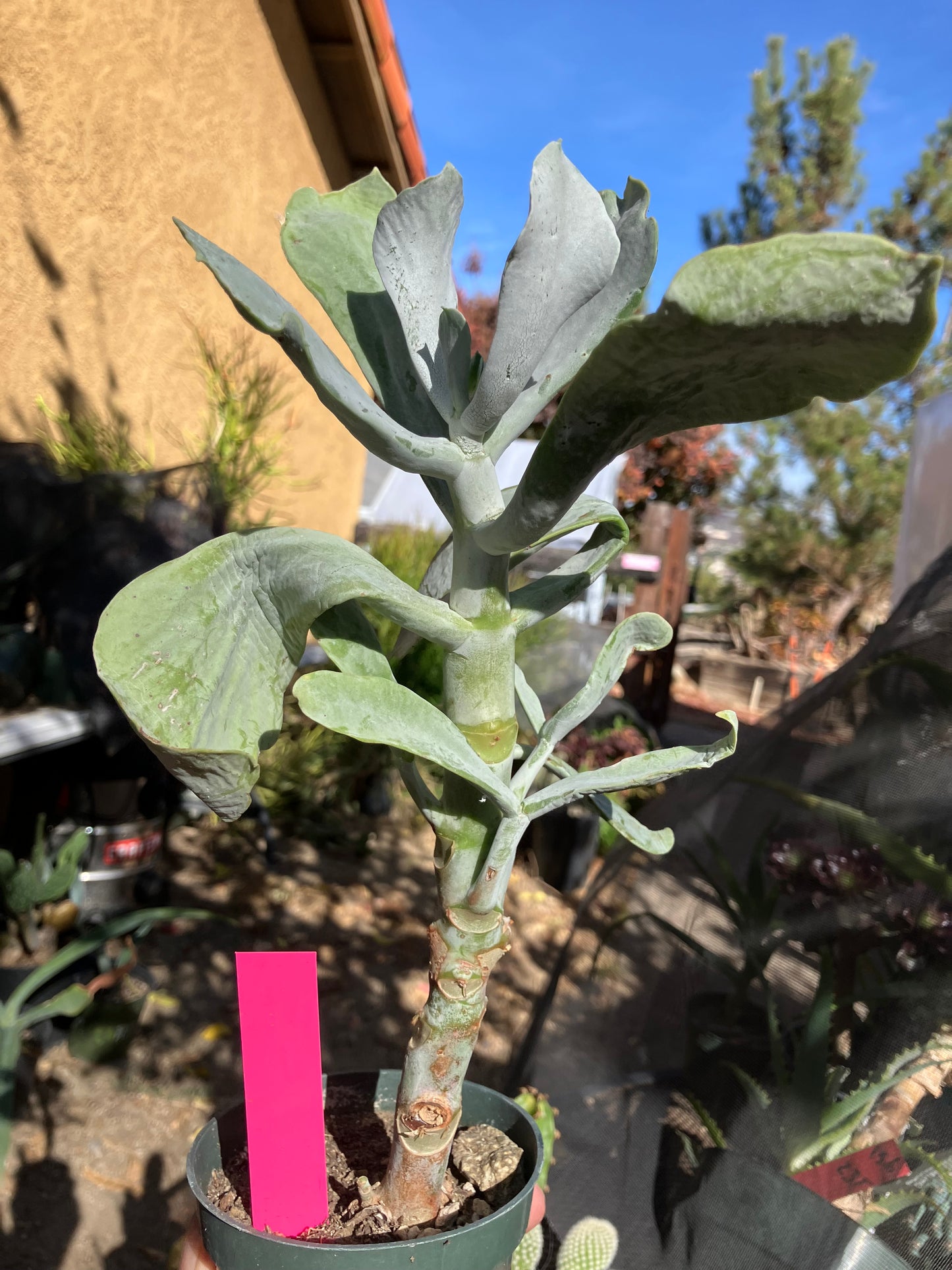 Cotyledon Silver Waves Succulent 11"Tall #112P