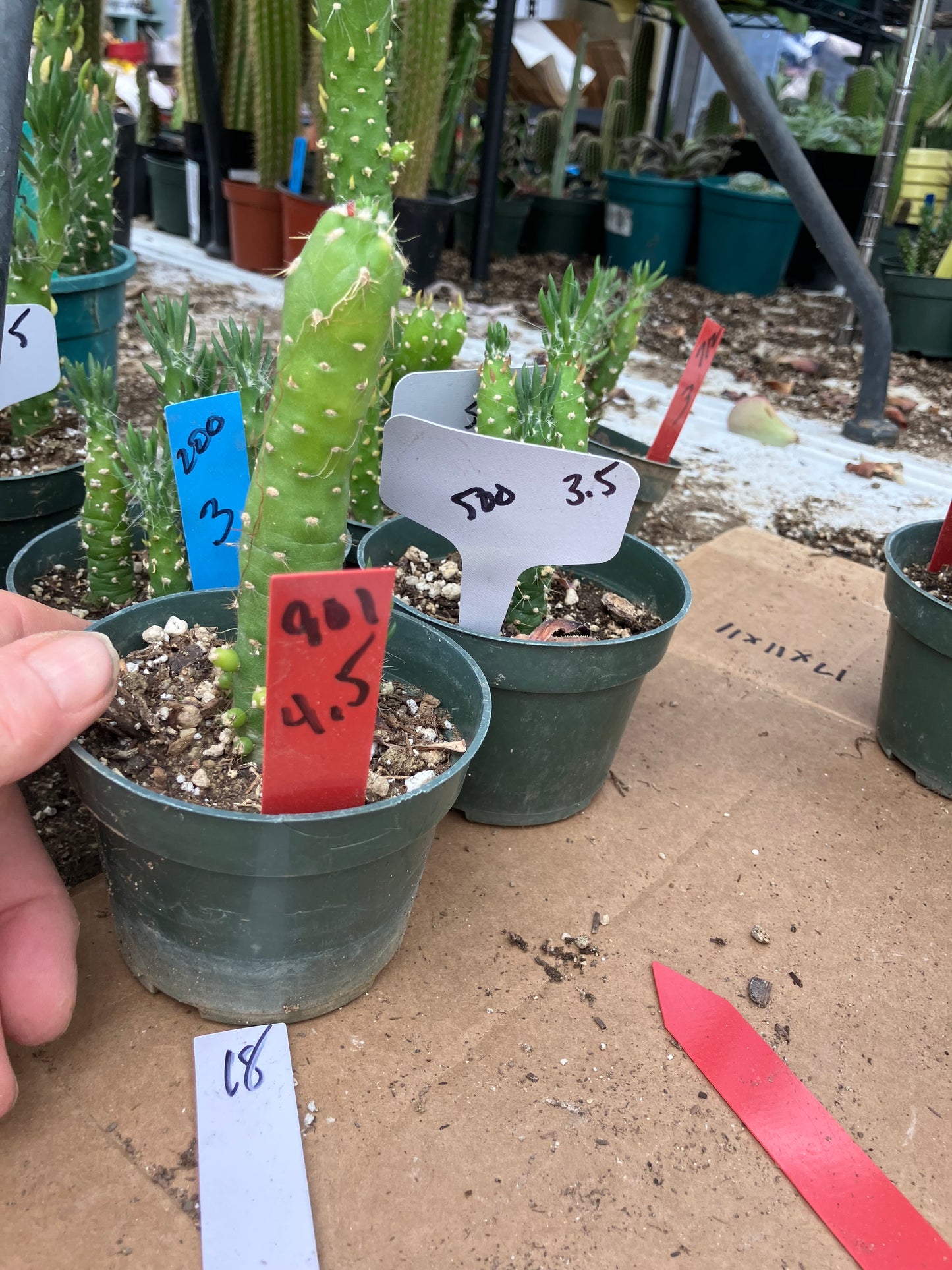 Austrocylindropuntia Cactus Gumbi Mini Eve's Needle 4.5"Tall #901R