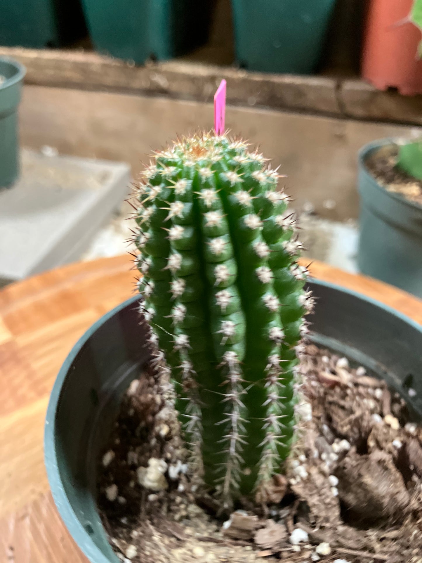 Pachycereus pecten-aboriginum Indian Comb Cactus 3"Tall #03P