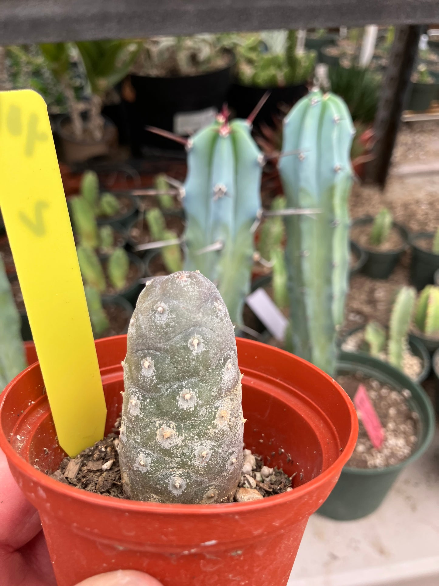 Pine Cone Cactus Tephrocactus~ articulatus var. diadematus Pinecone 2”Tall #401Y