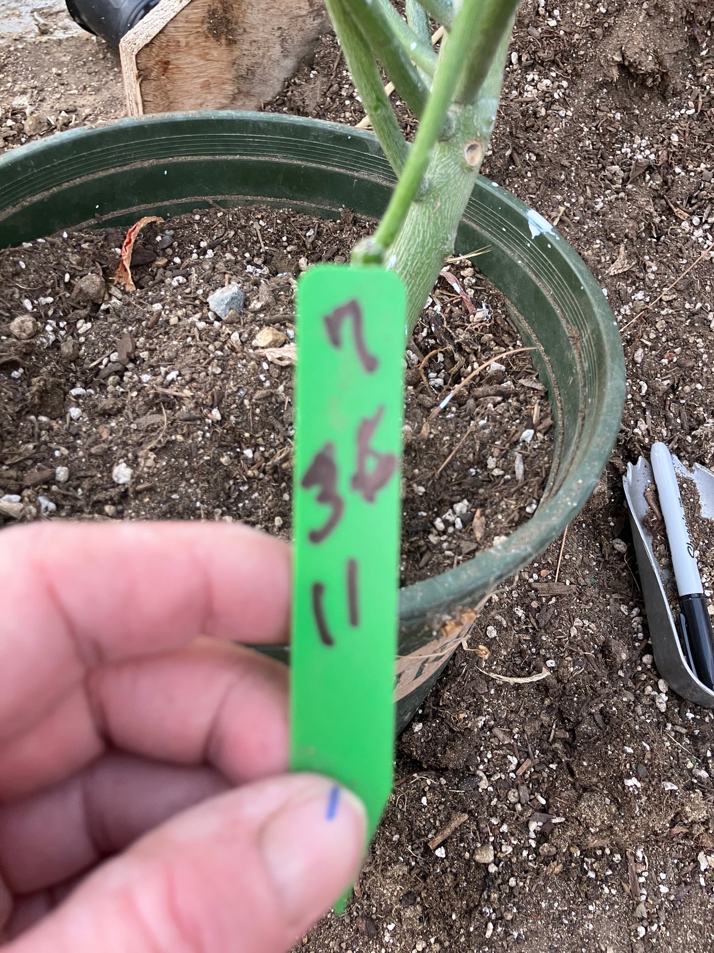 Euphorbia tirucalli Fire Stick 36"Tall 11"Wide #7G