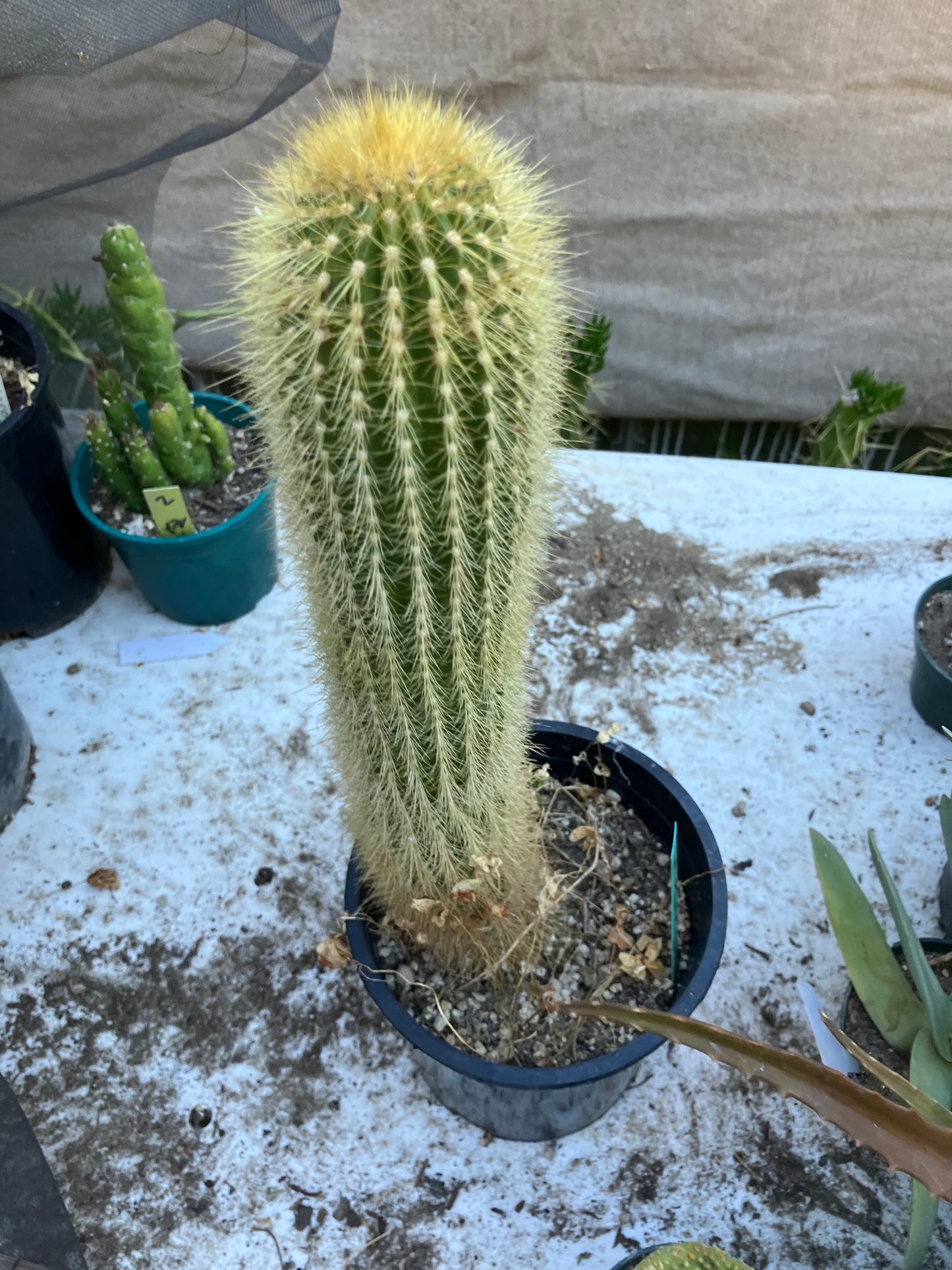 Weberbauerocereus winterianus Golden Fast Growing Columnar 15"Tall 8" circ. #3G