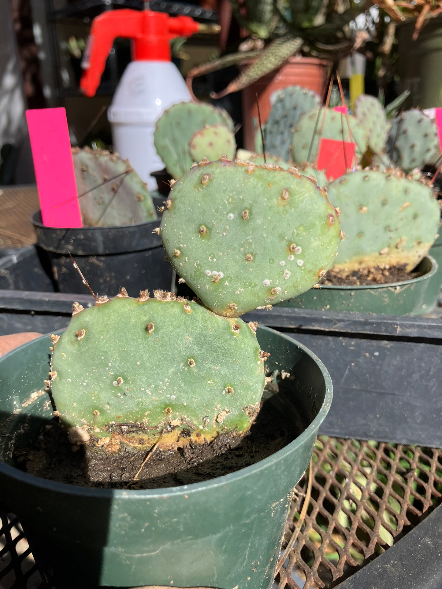 Opuntia Santa Rita Purple Prickly Pear 3.5”Tall #2W