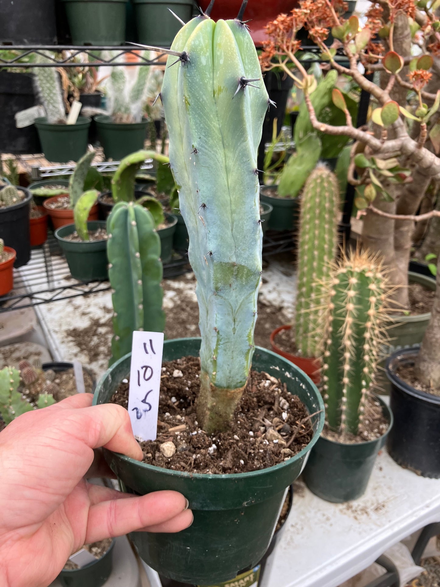 Myrtillocactus cochal Candelabra Cactus 11"Tall 2.5" Wide #11W