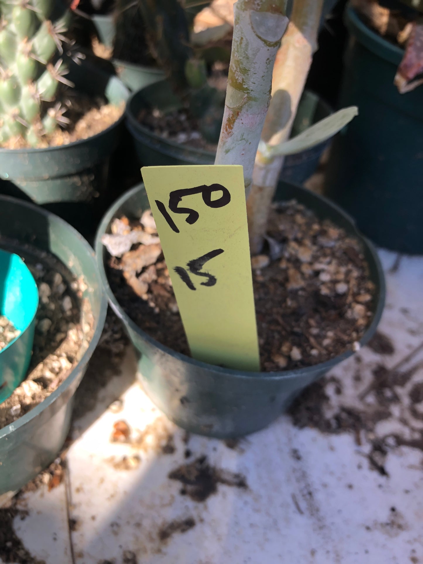 Cotyledon Silver Waves Succulent 15"Tall #150Y