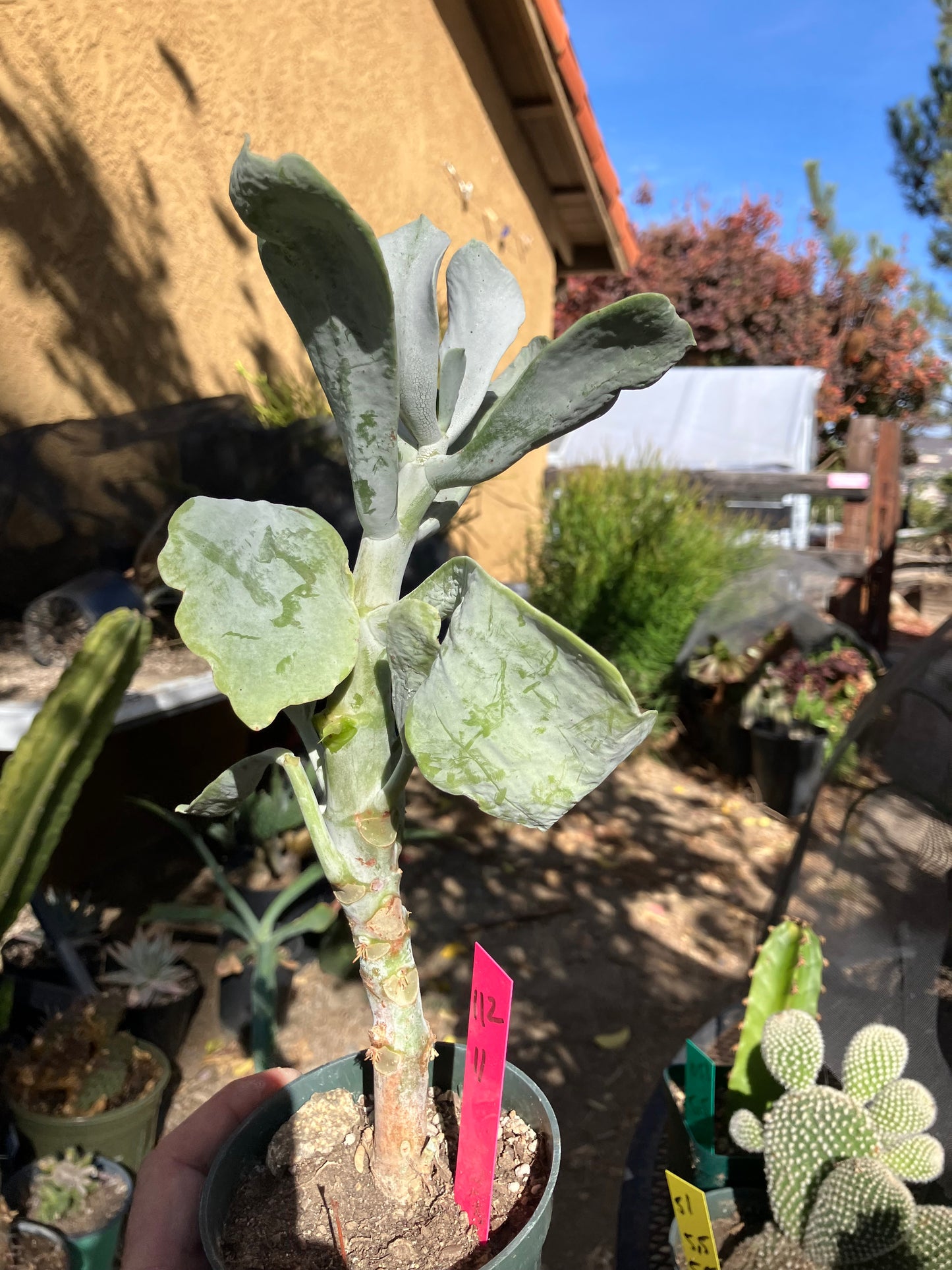 Cotyledon Silver Waves Succulent 11"Tall #112P
